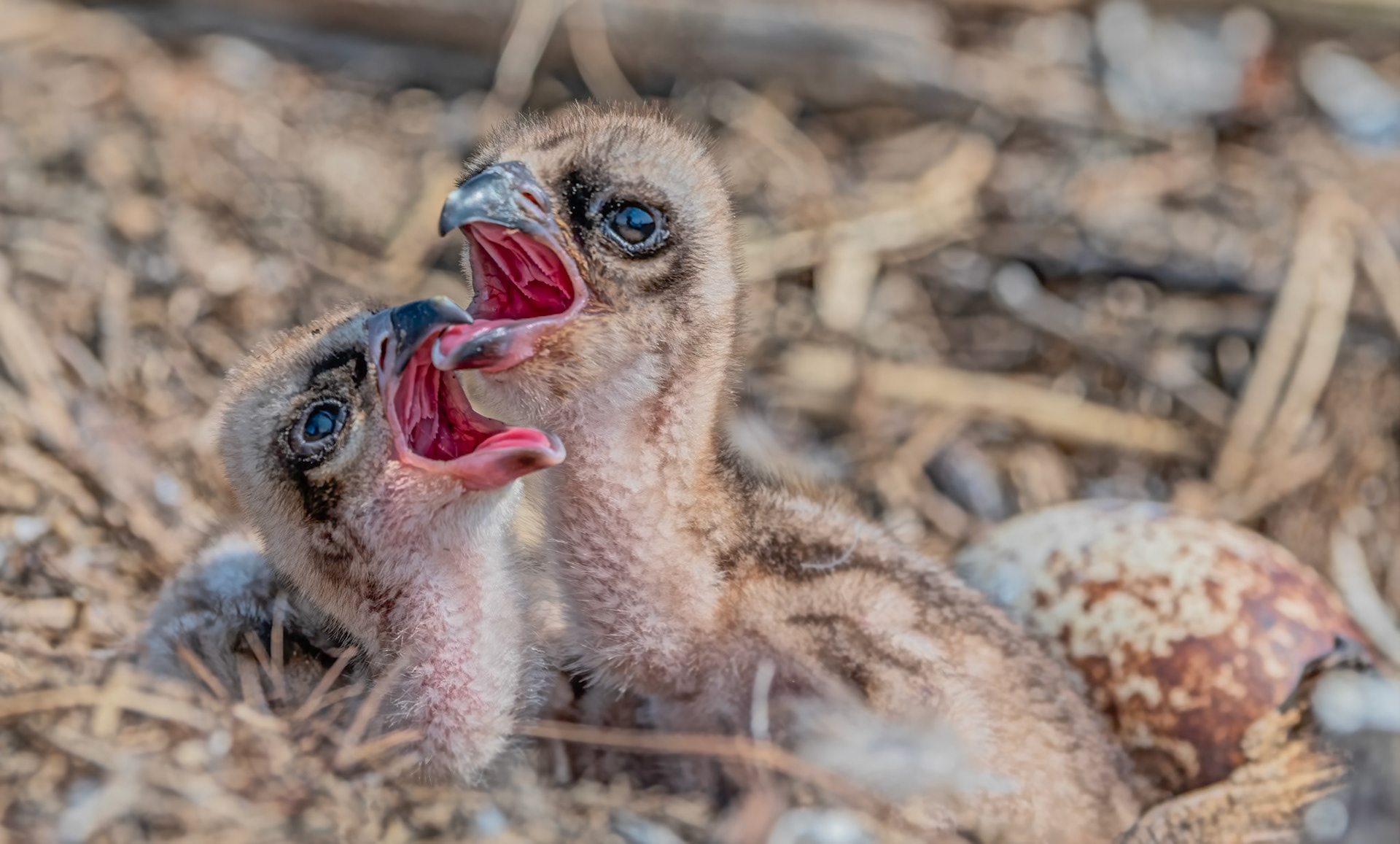 newborn osprey chicks