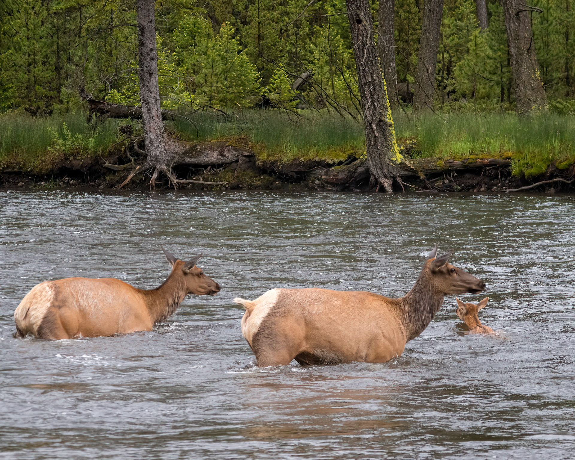 helping the calf across the river