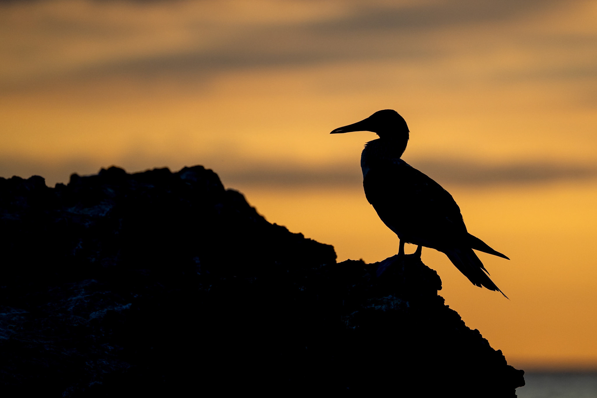 booby silhouette