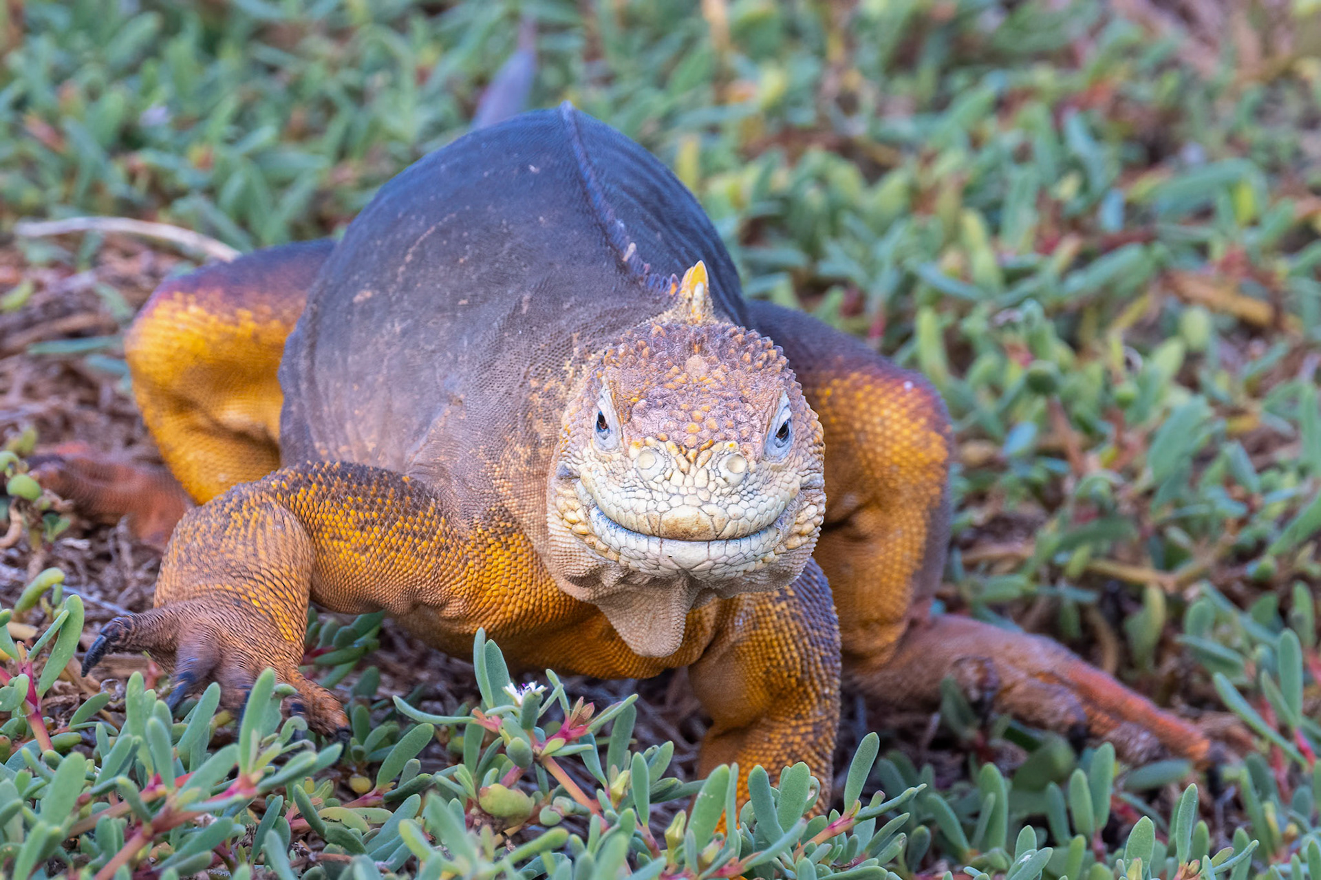 land iguana