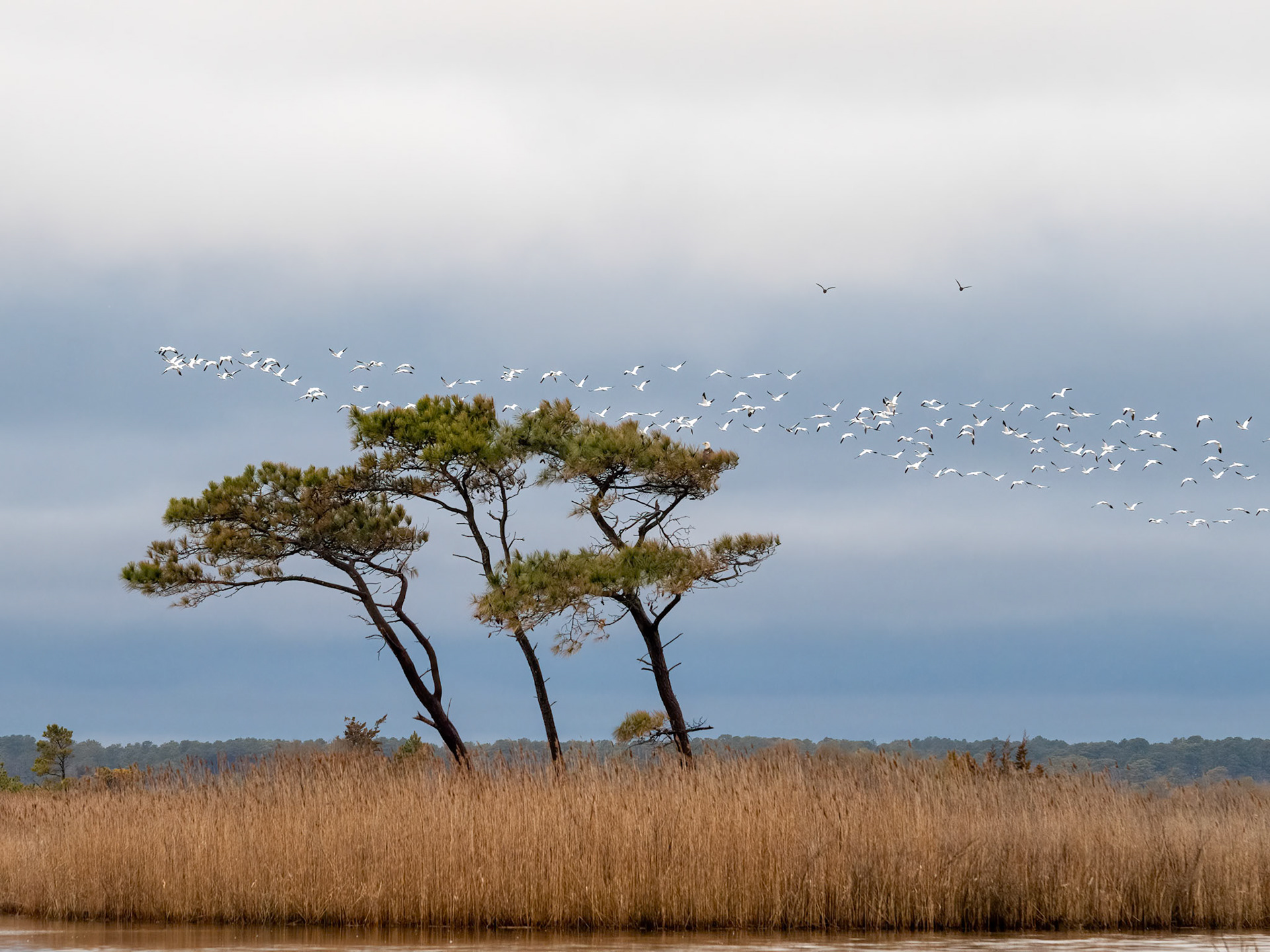 Snow geese over Gordon's Pond