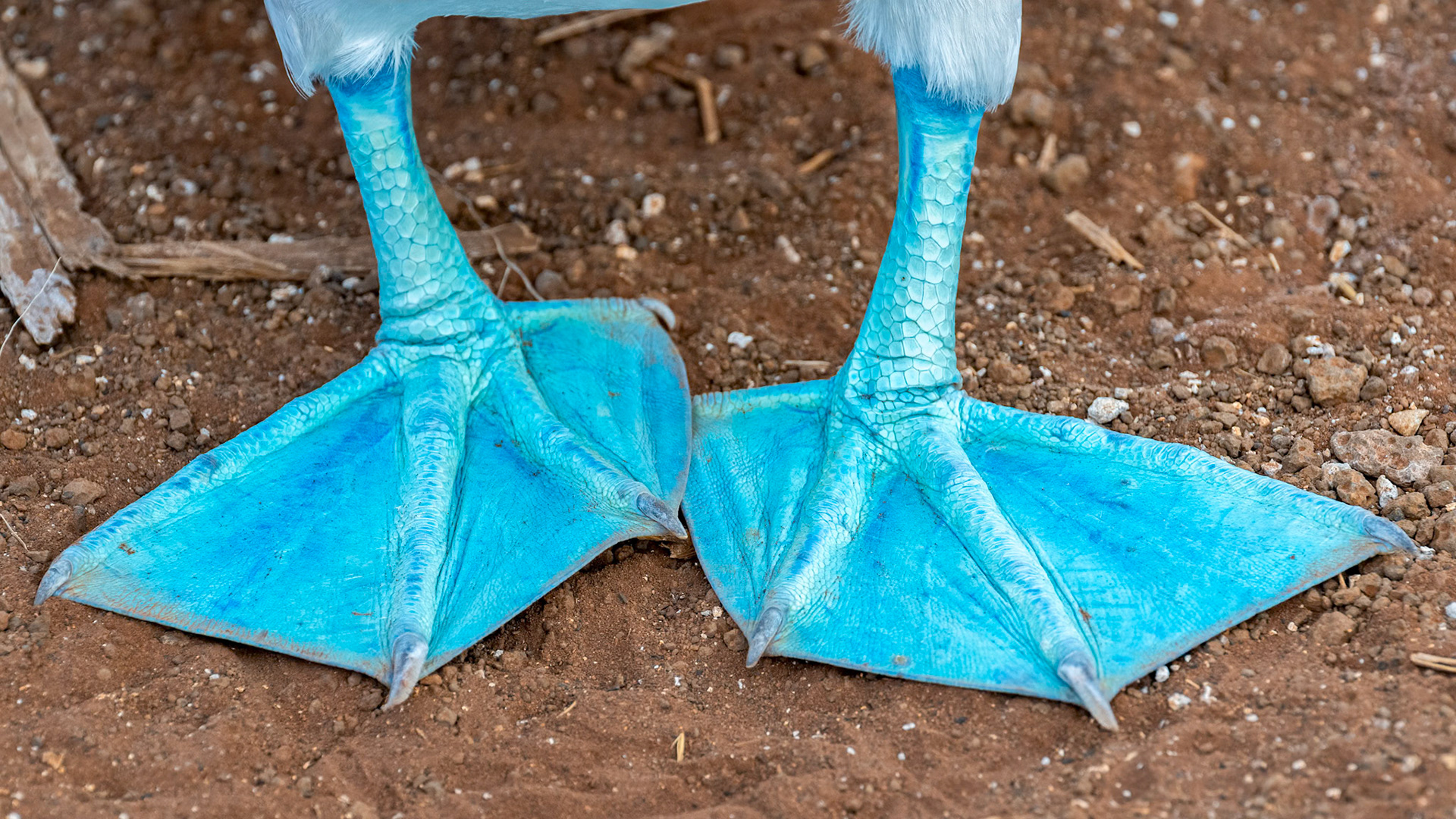 blue feet