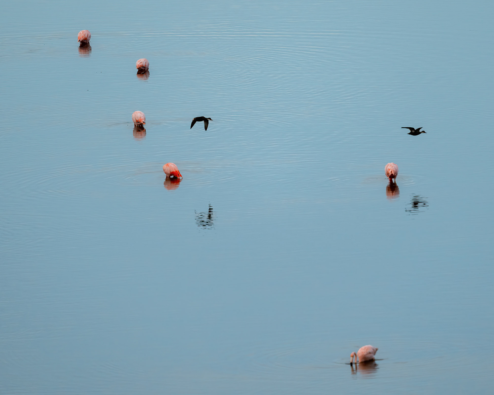 pink flamingo array