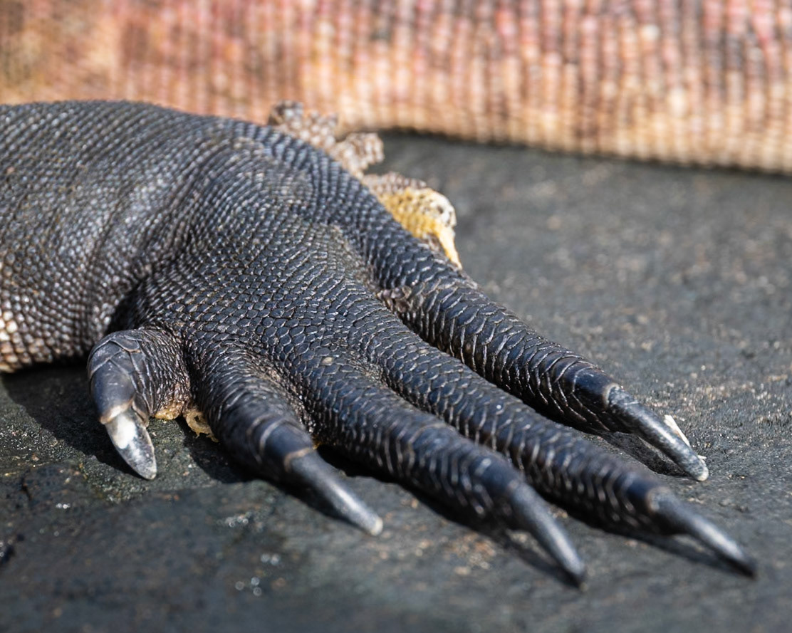 marine iguana foot