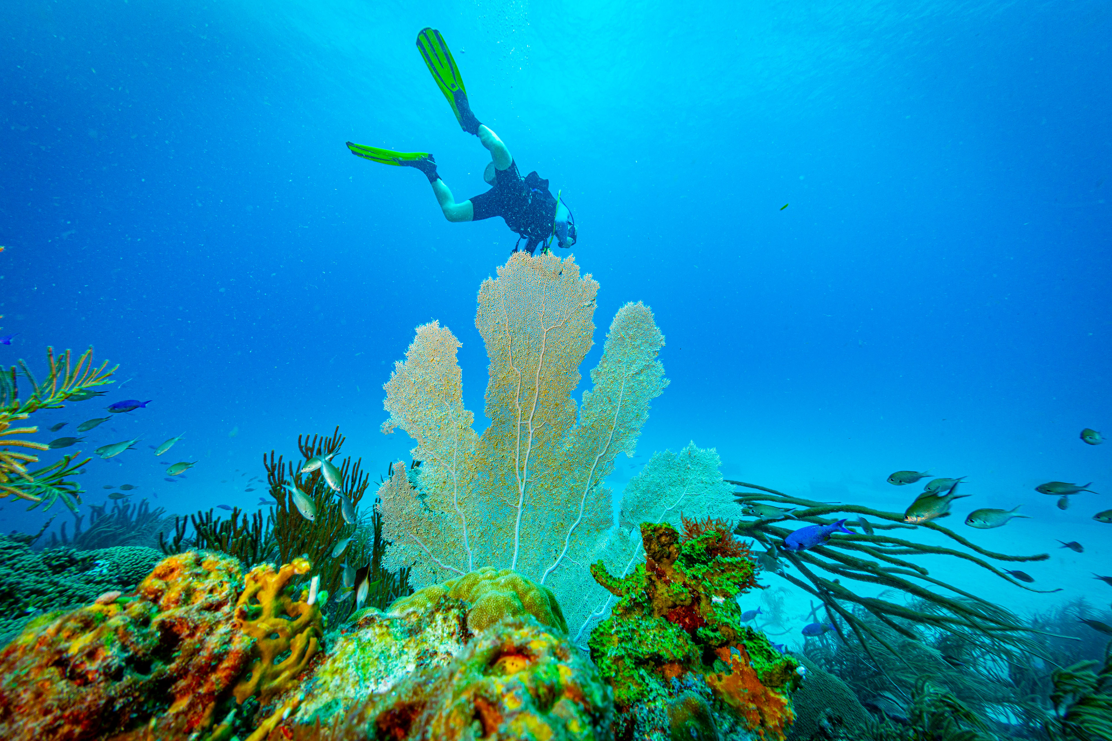 Sea fan coral Barbados
