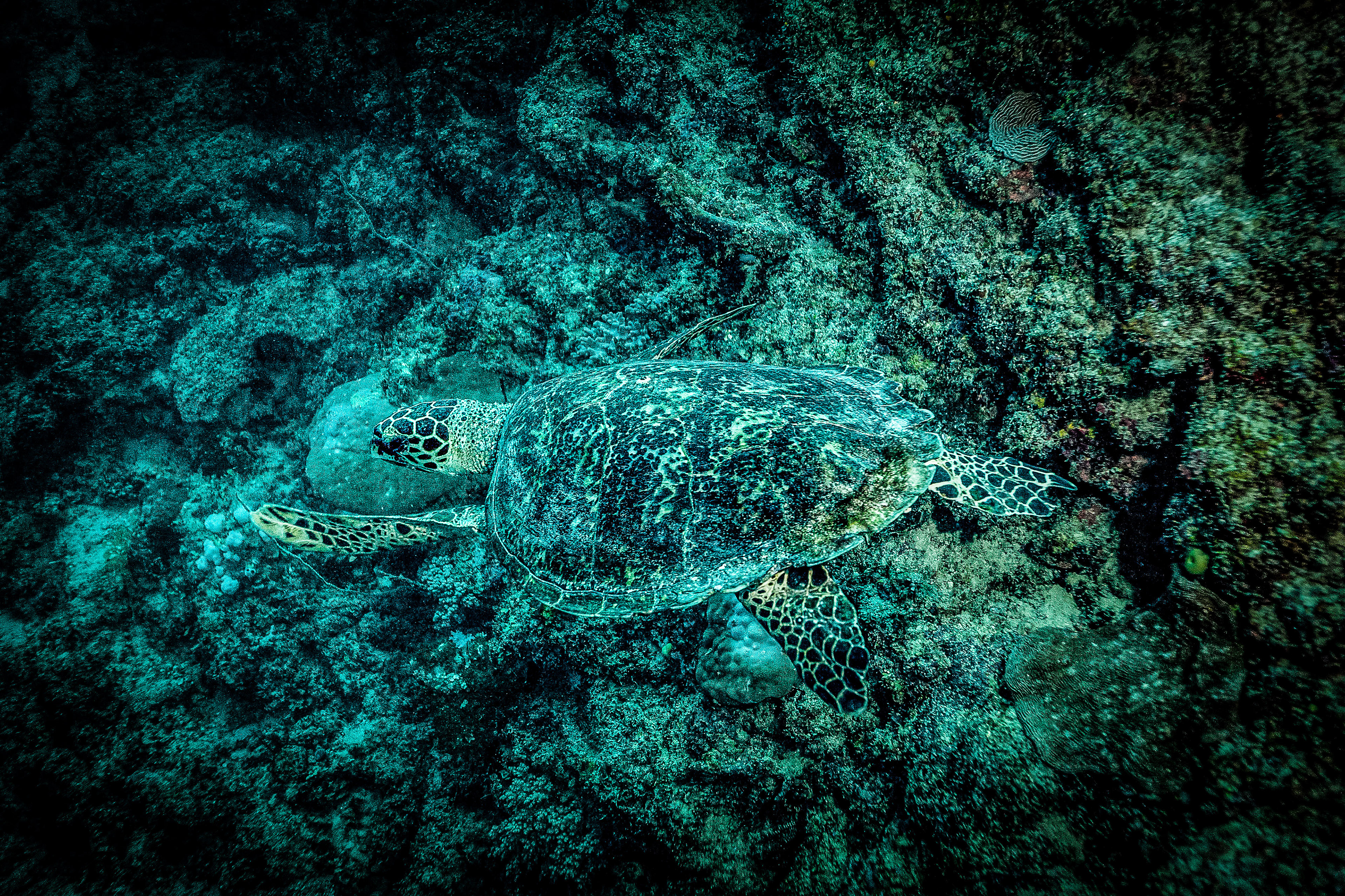 Turtle Fiji