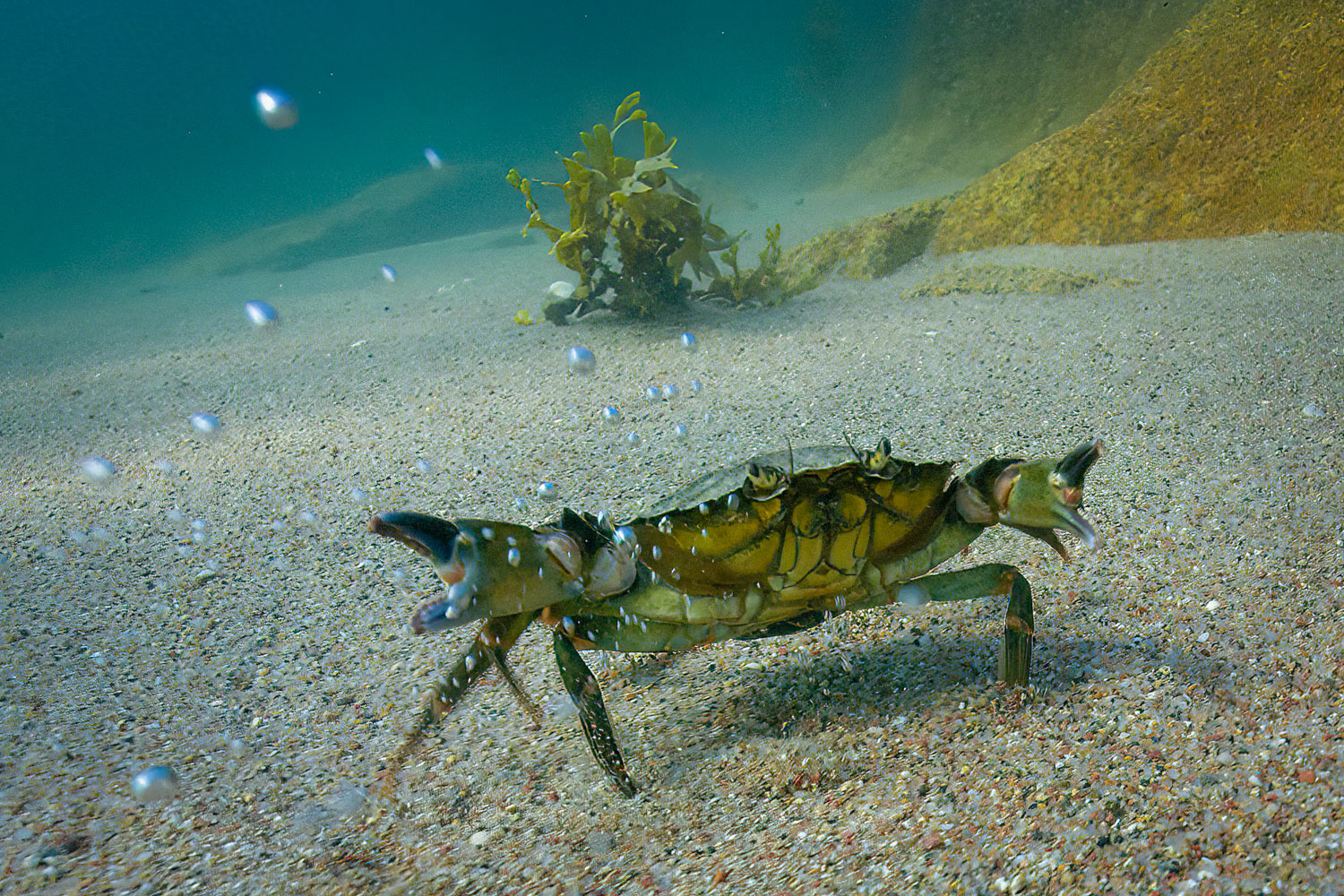 Common green shore crab Jersey UK