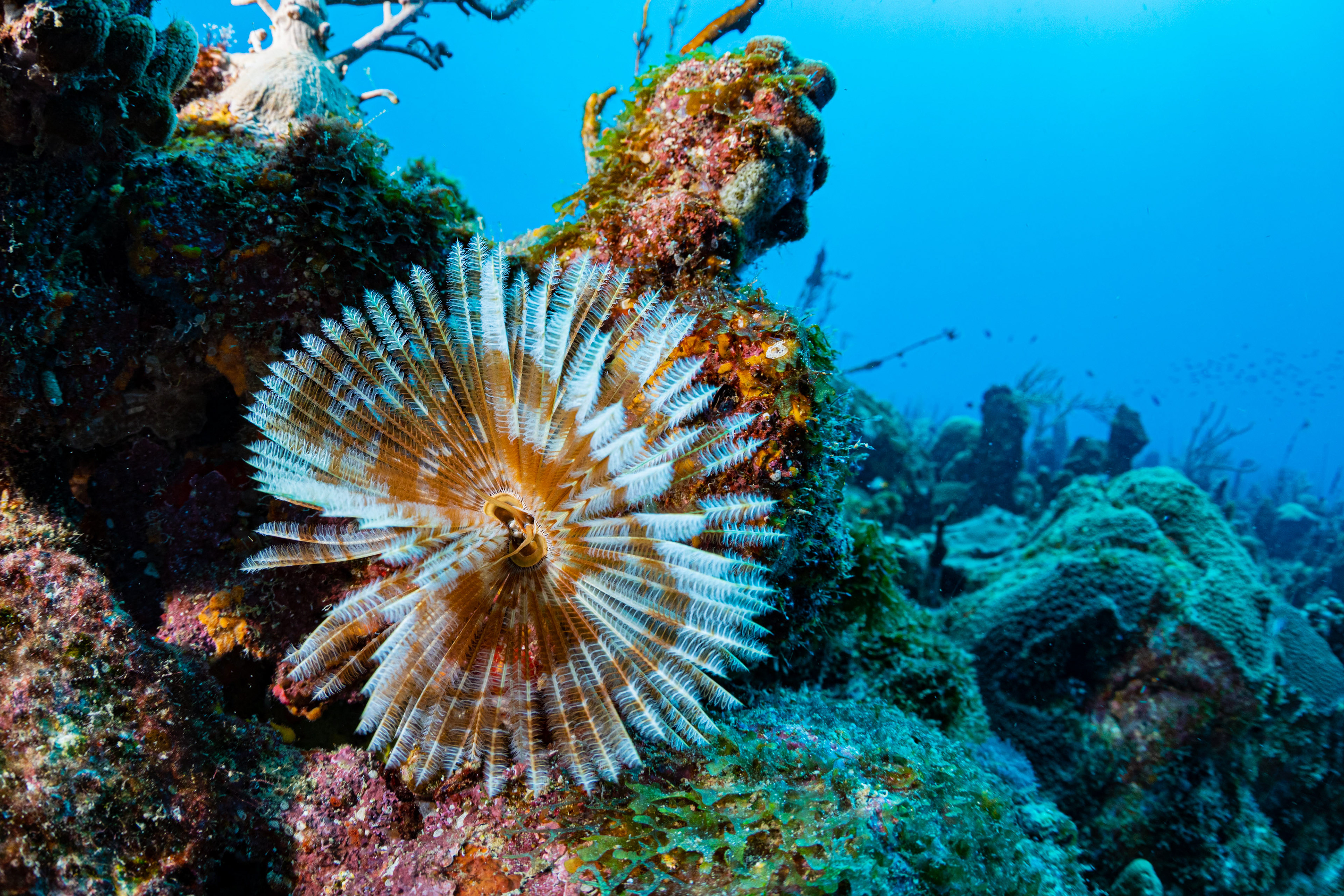 Feather Duster Tubeworm Barbados