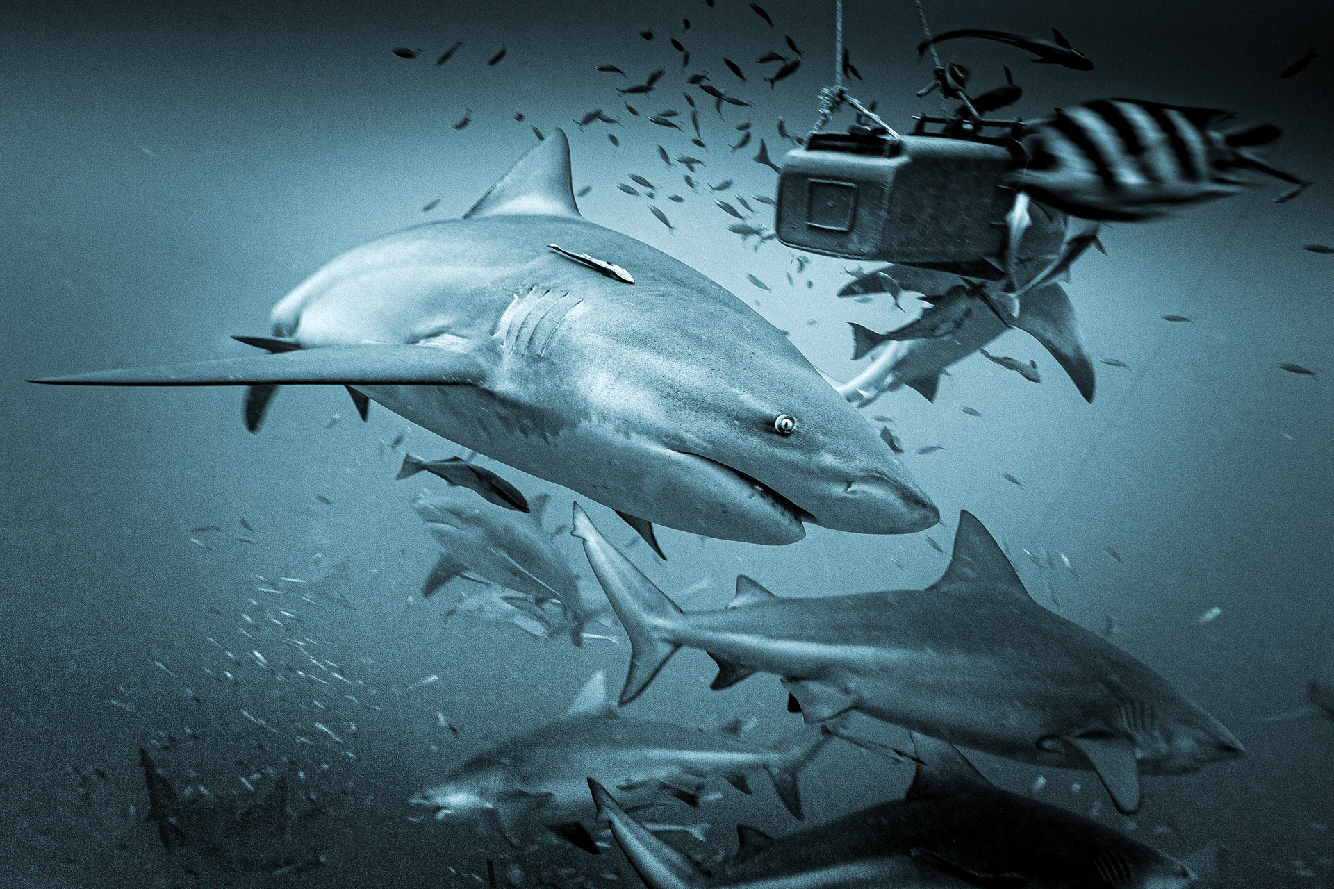 Bull sharks Fiji