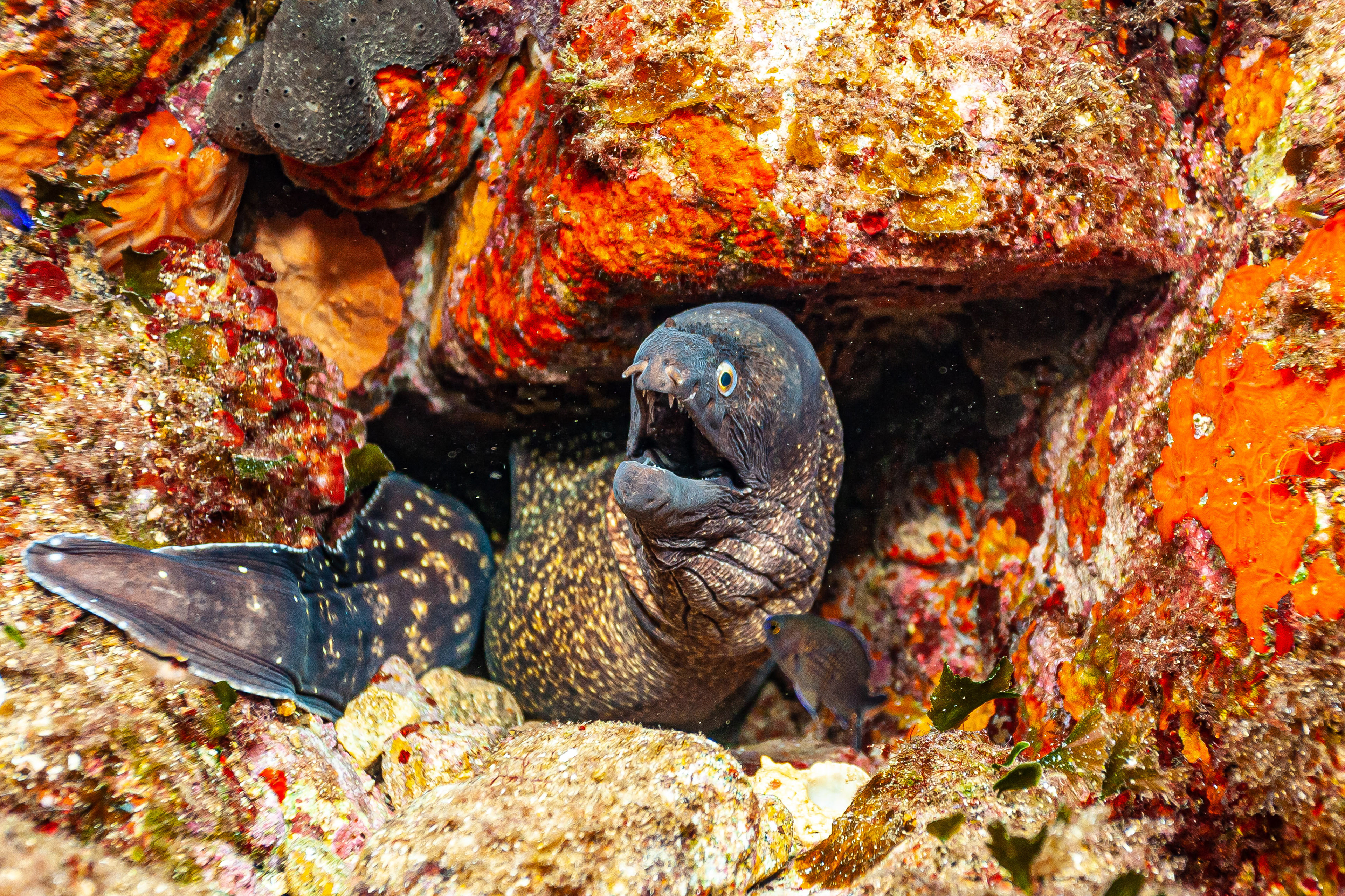 Moray eel Corsica