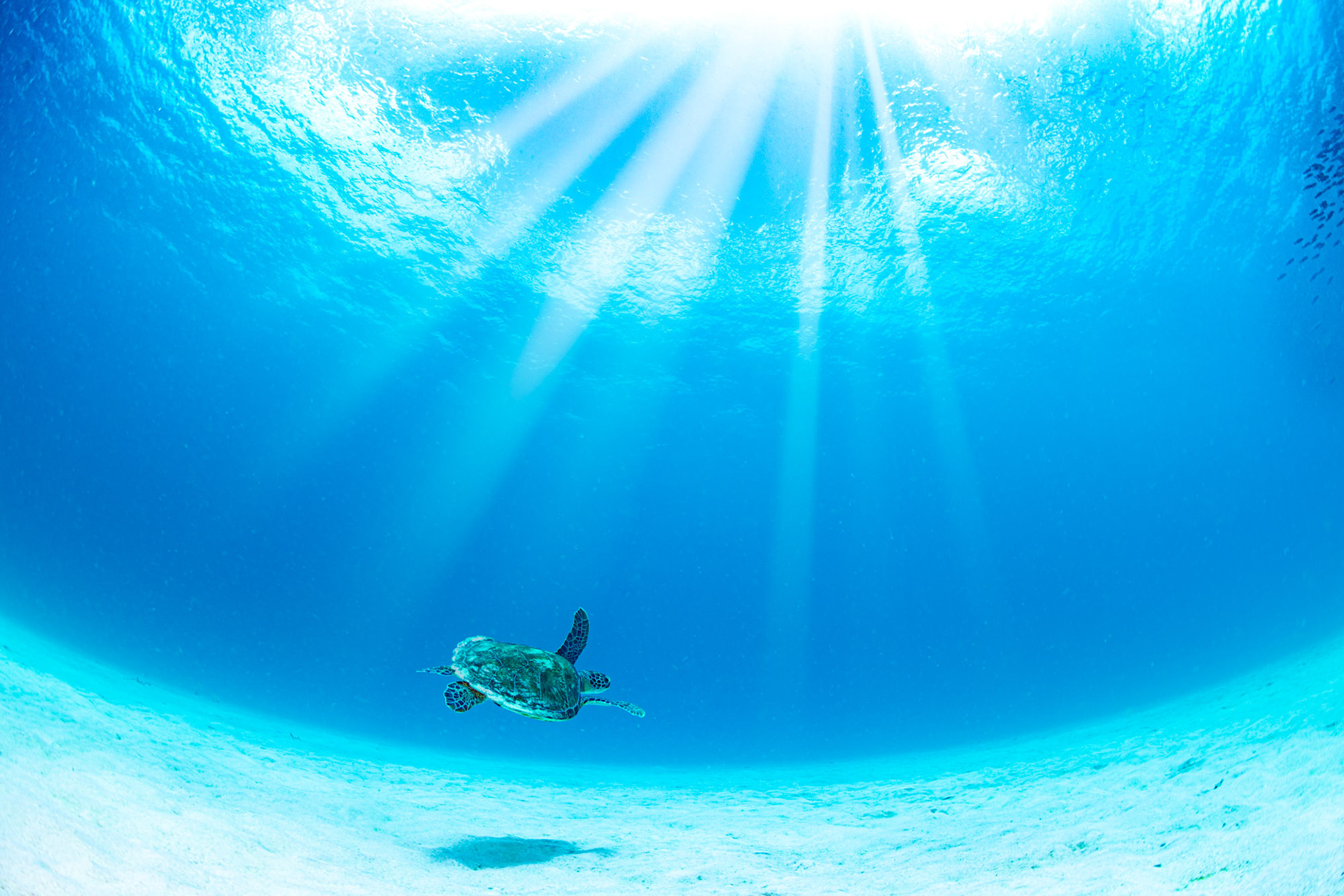 In to the blue Barbados
