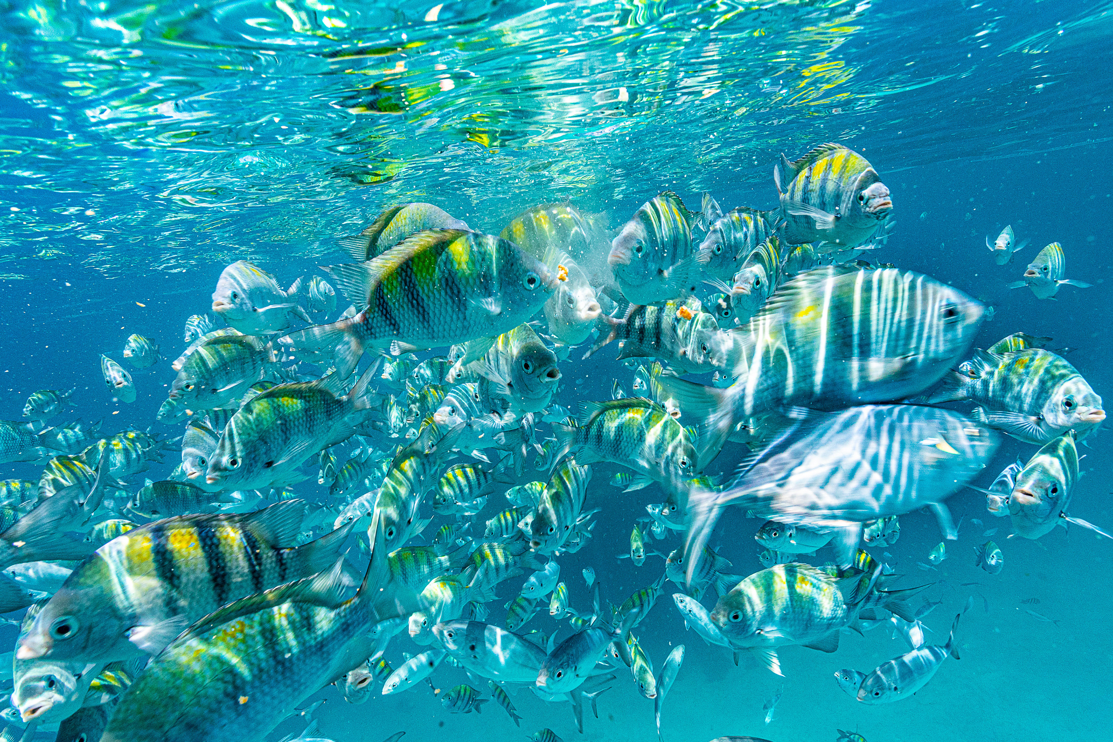 Feeding frenzy - Sergeant major damselfish