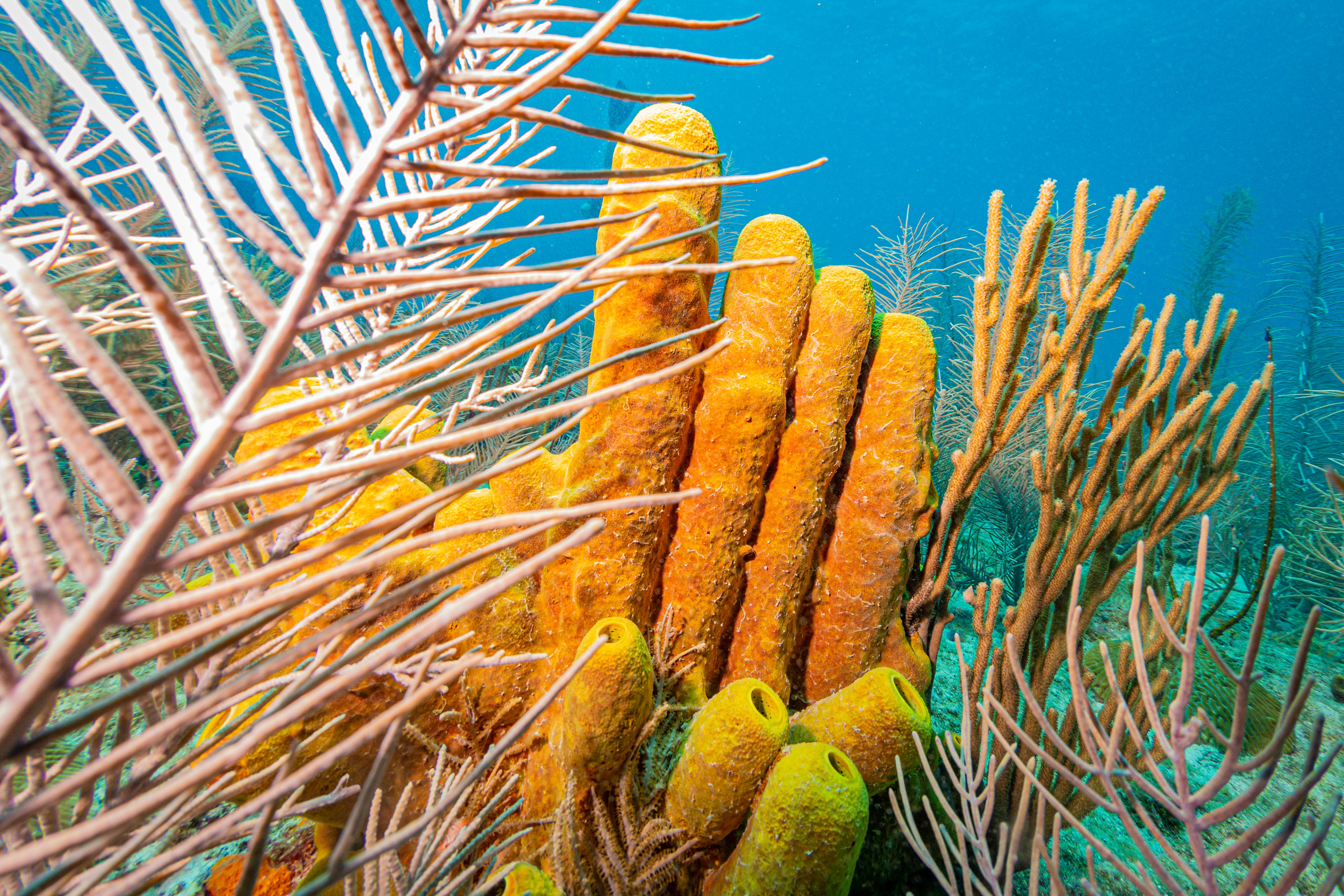 Yellow Tube Sponges Barbados