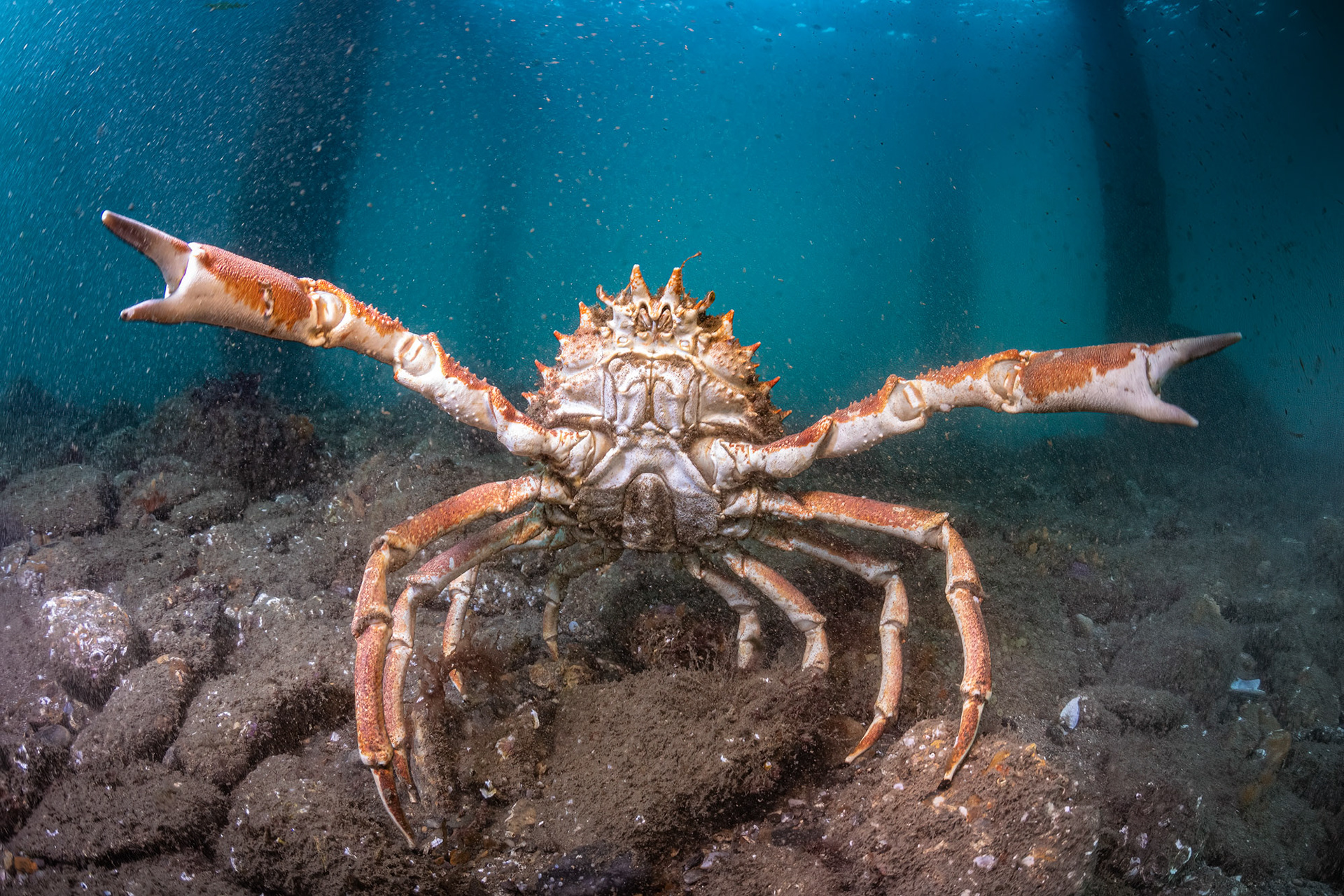 Spider Crab Dorset UK