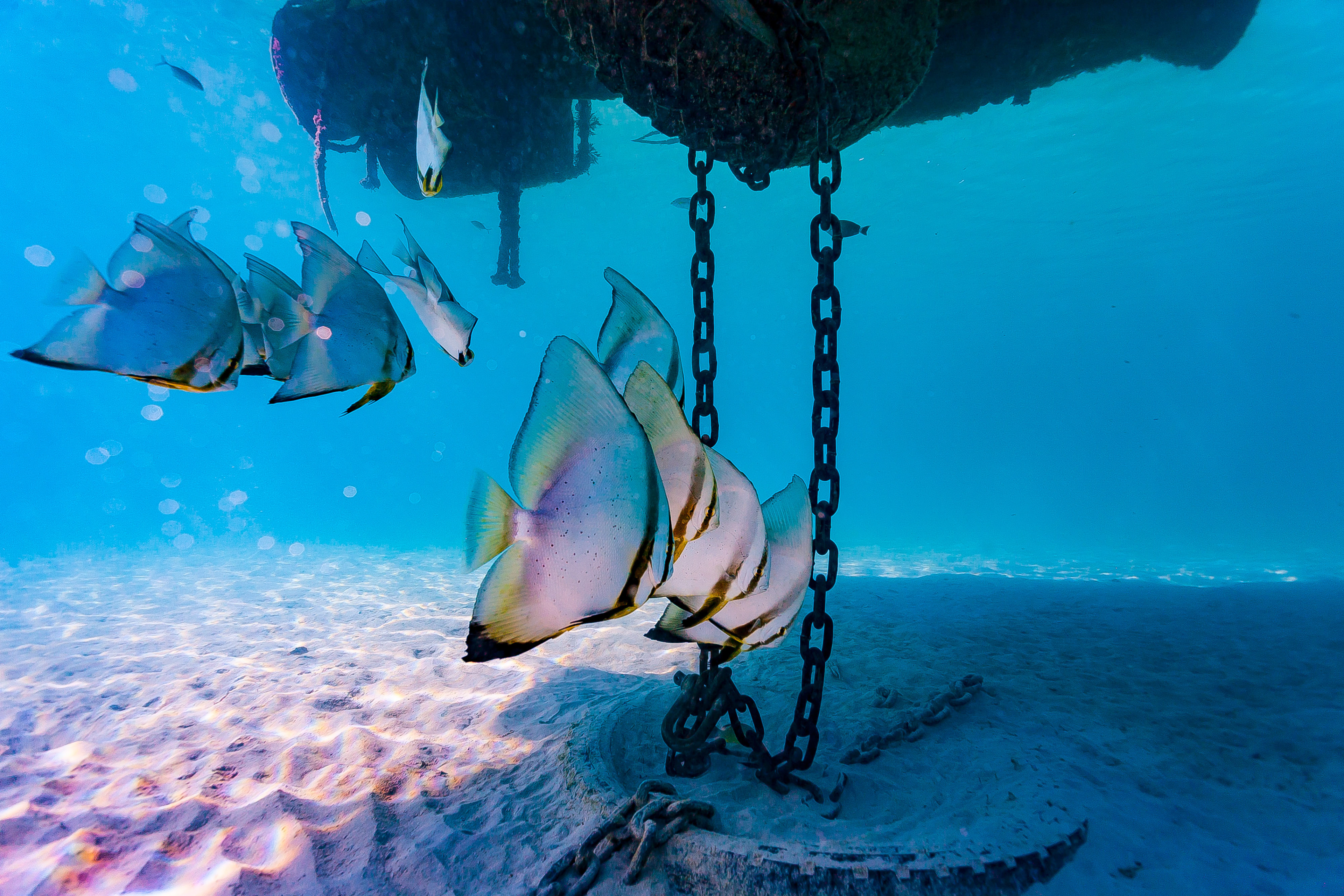 Batfish Fiji