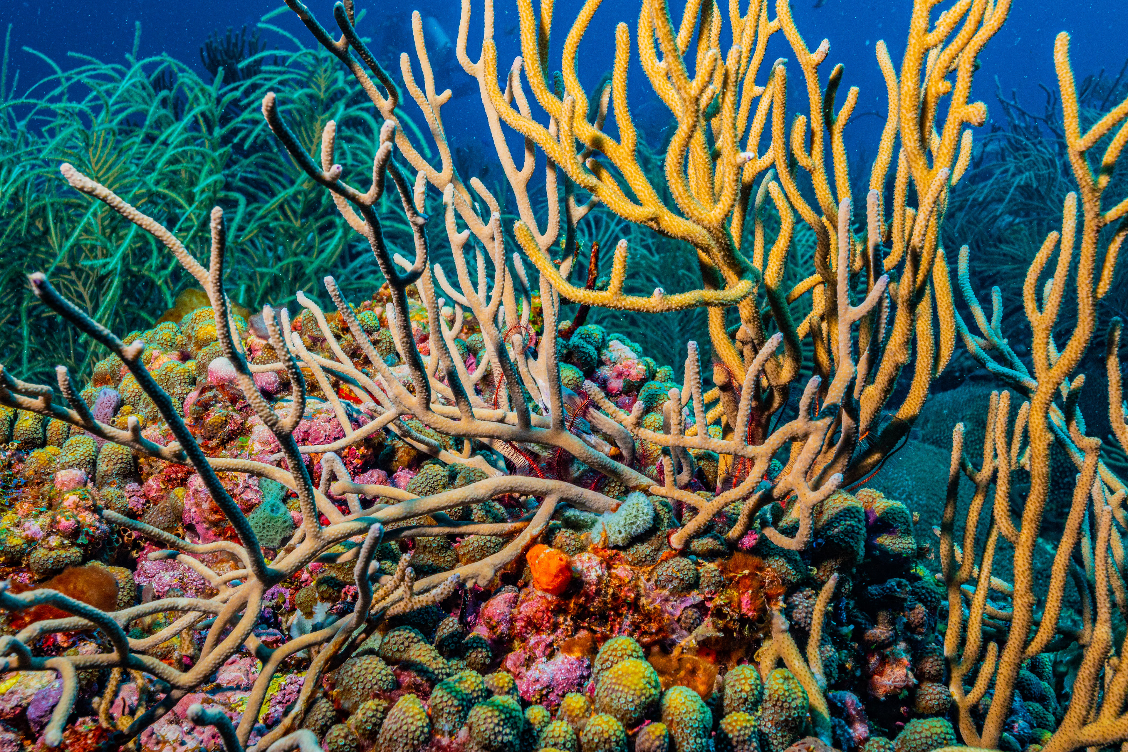 Sea rod Coral Barbados