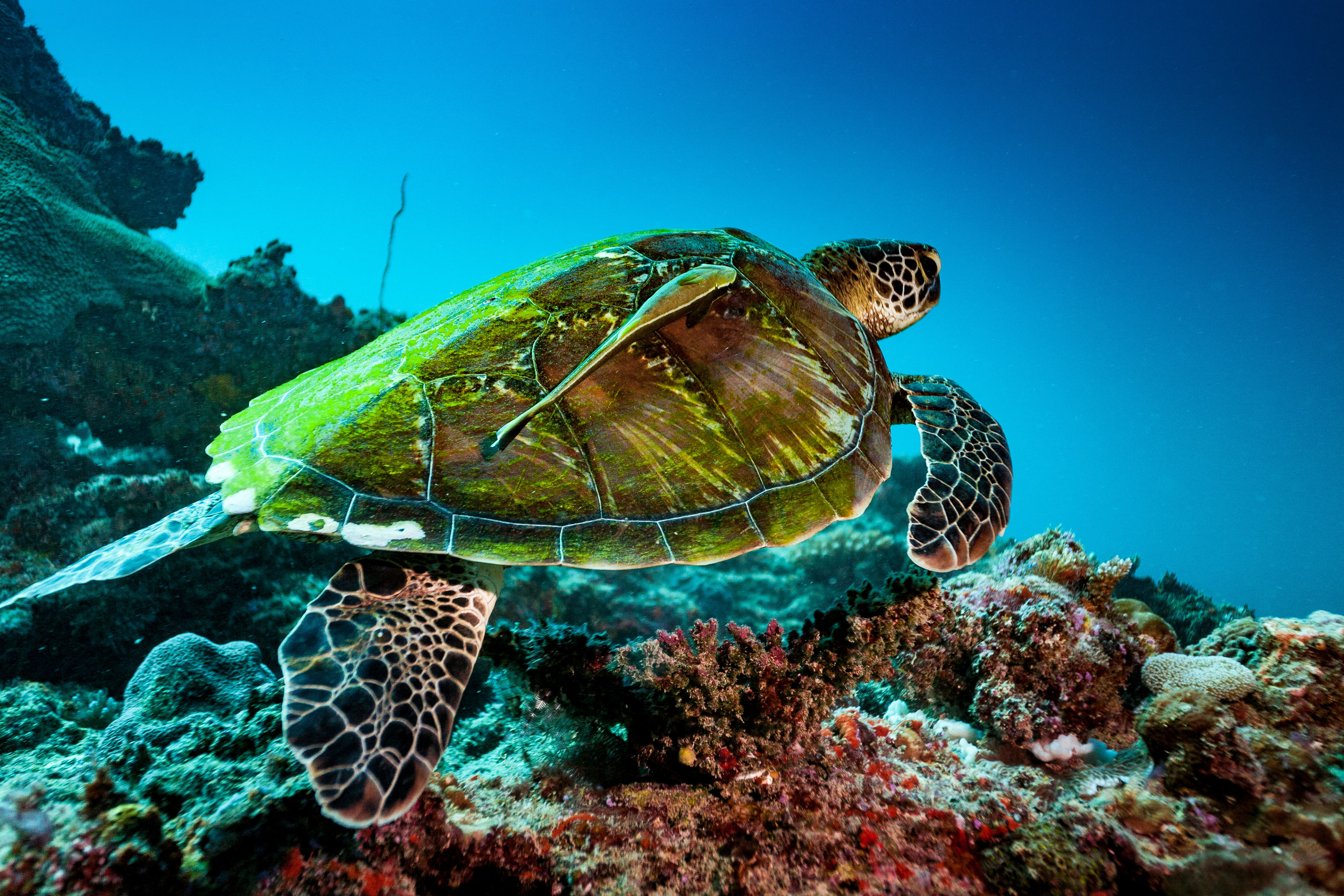 Turtle Fiji