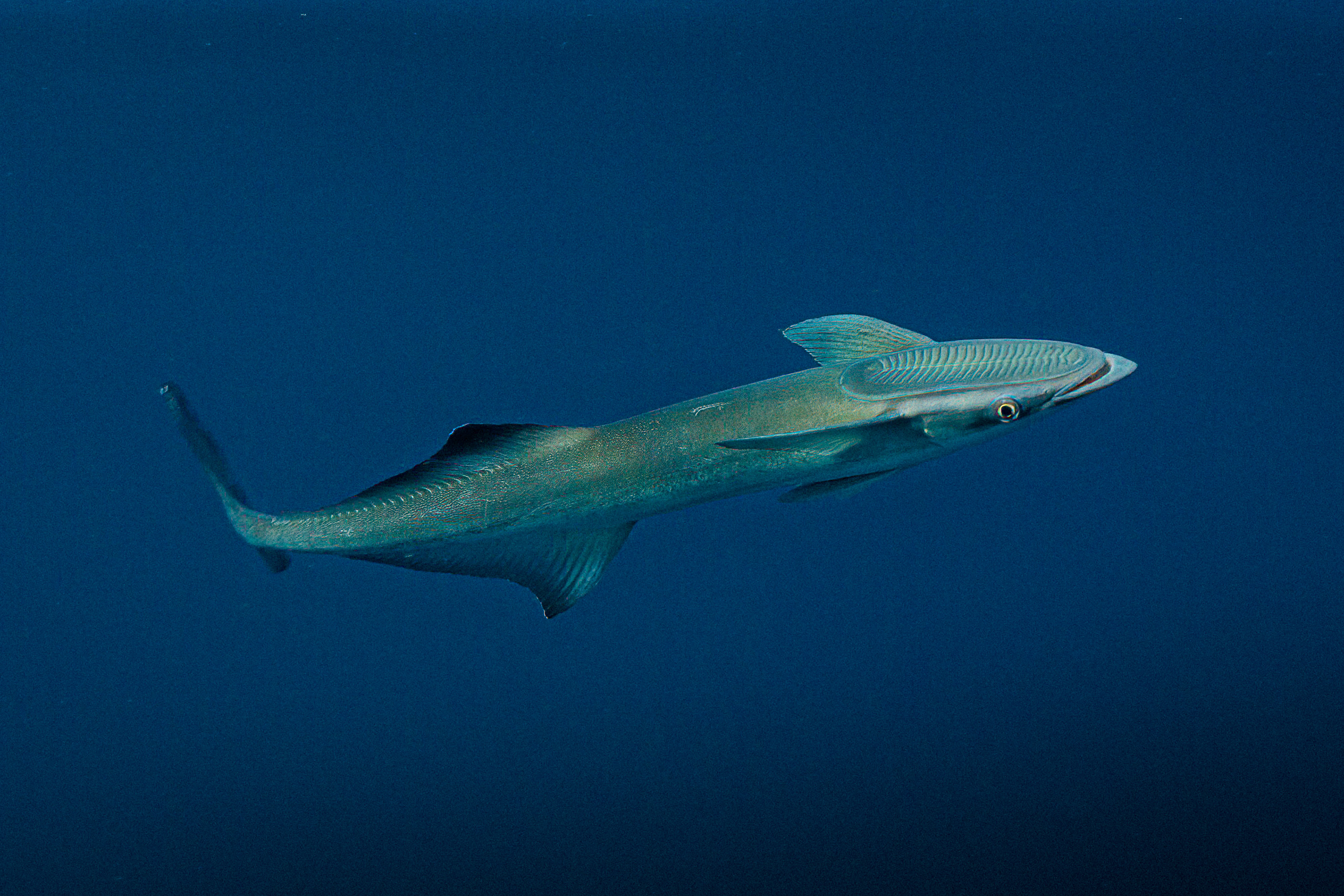Remora without his free shark ride Fiji