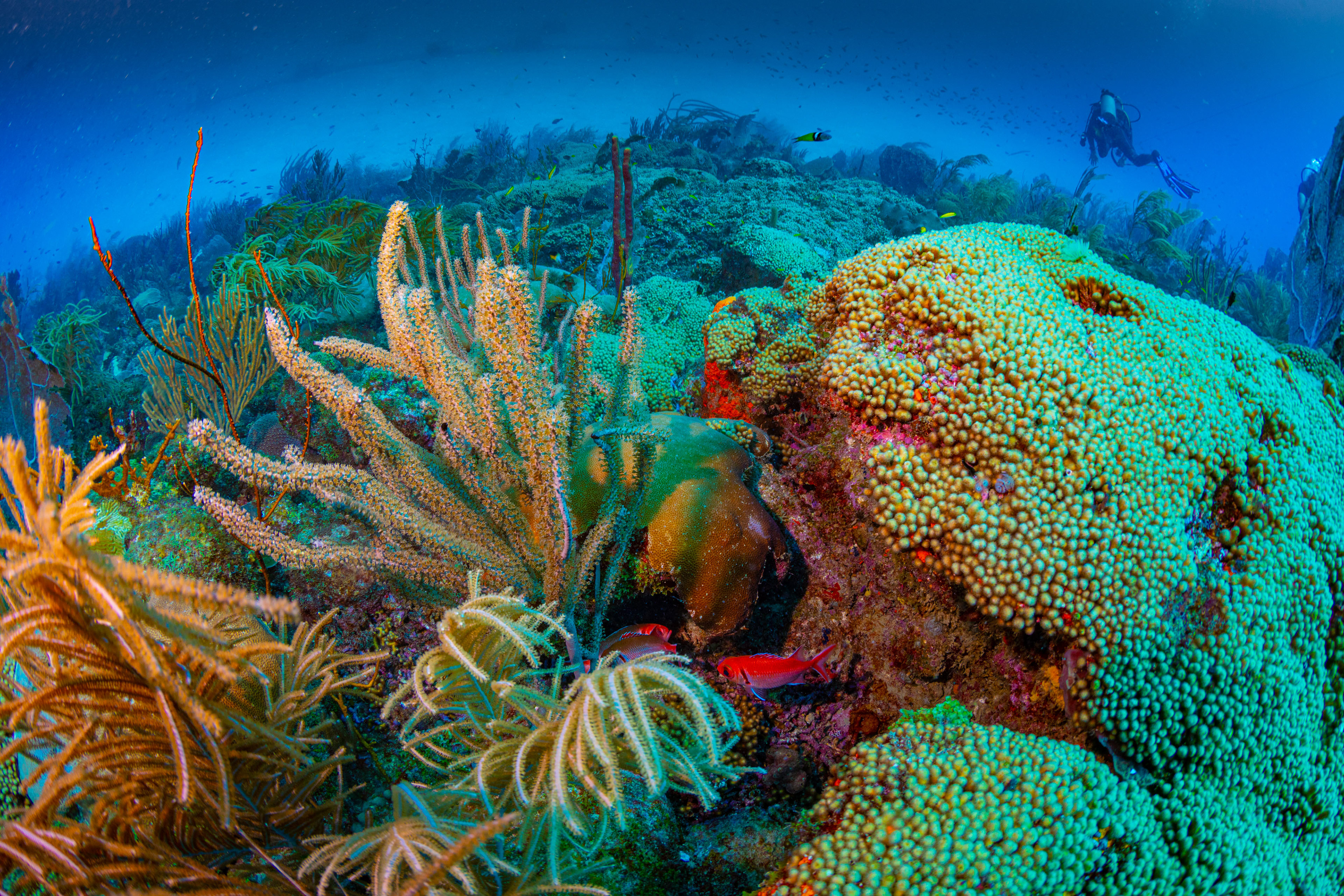 Reef Garden Barbados
