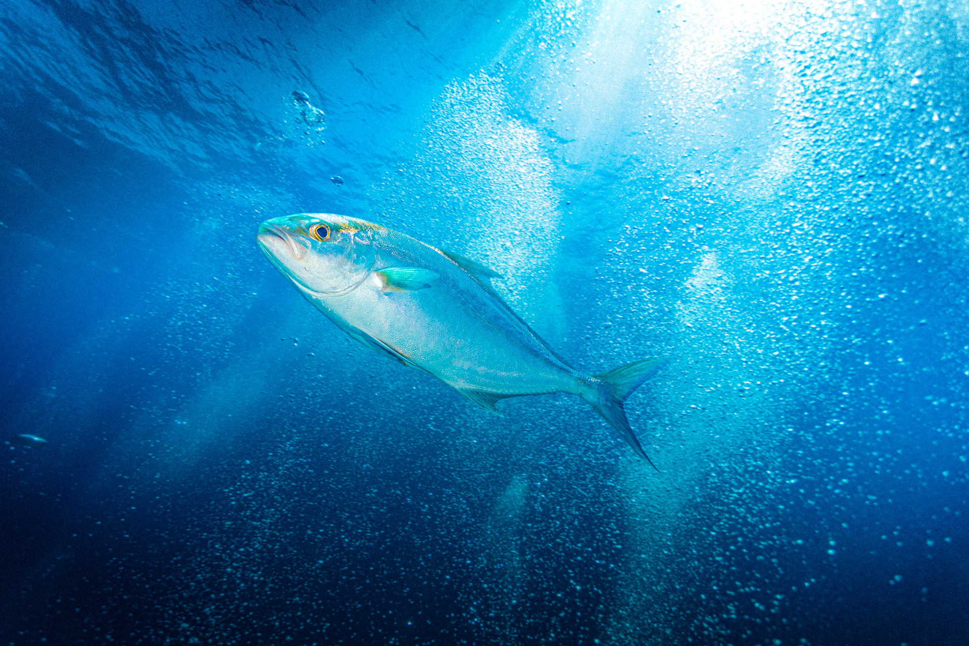 Amberjack Barbados