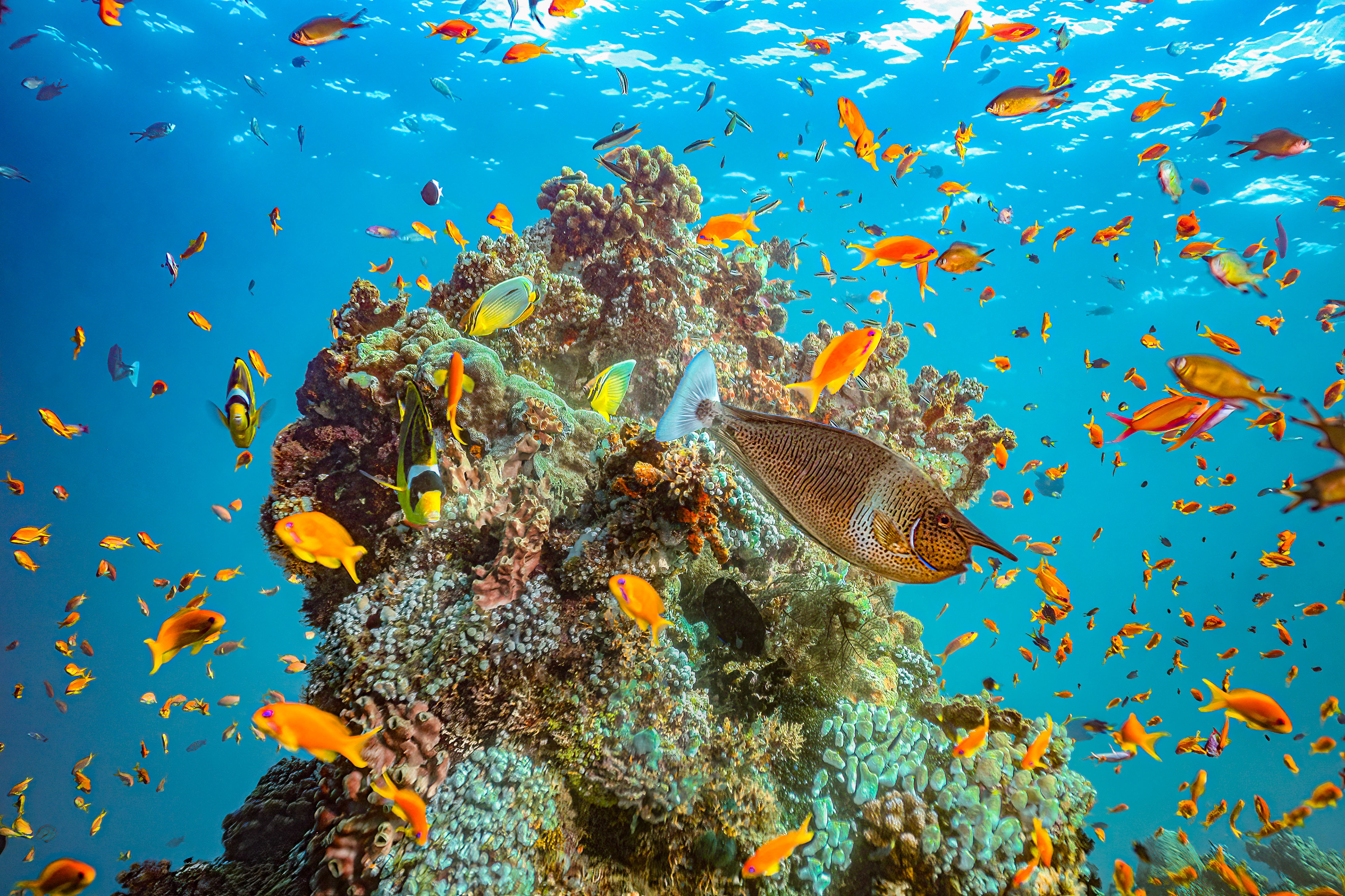 Unicorn Fish Zanzibar