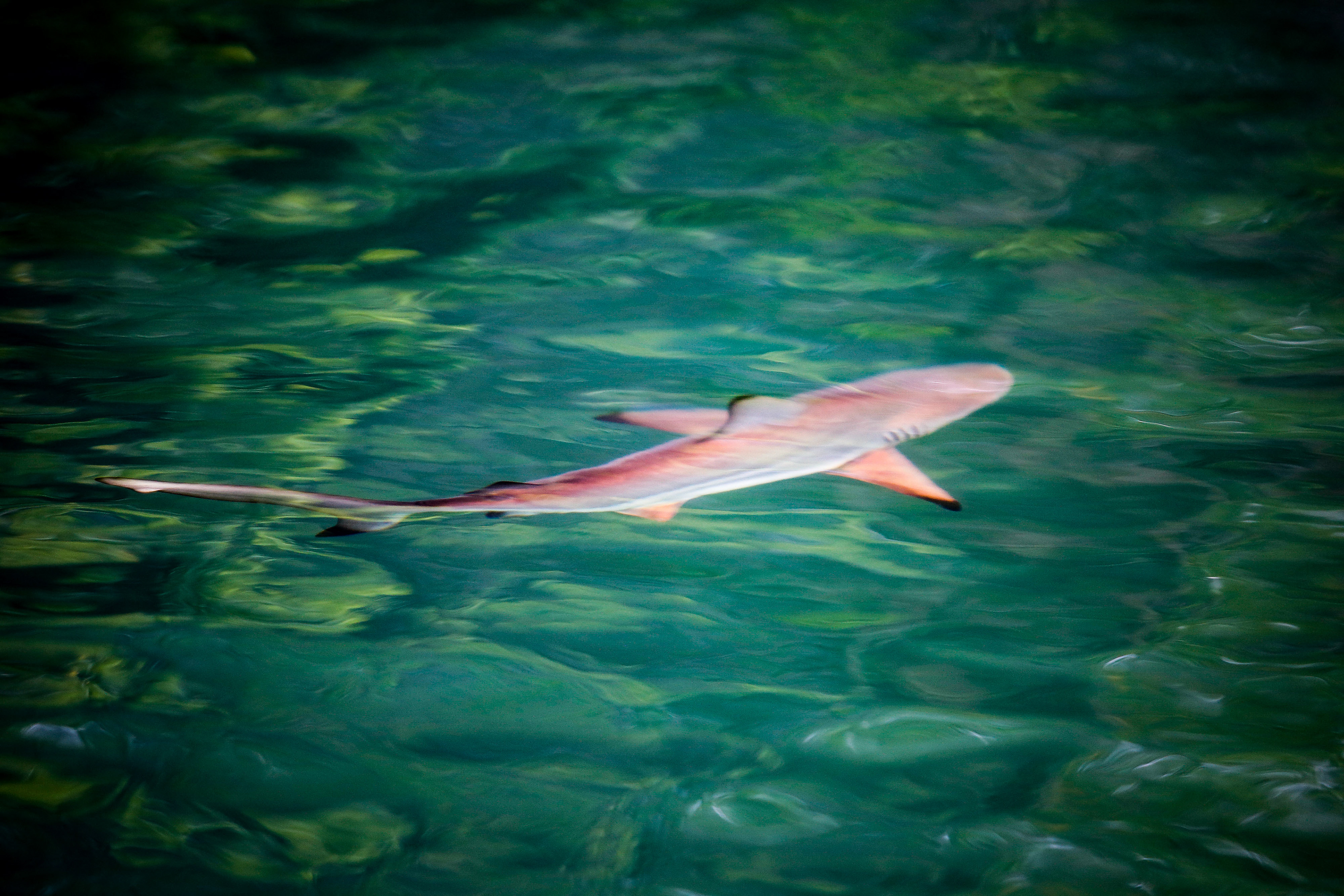 Baby Shark in Mangroves Galapagos