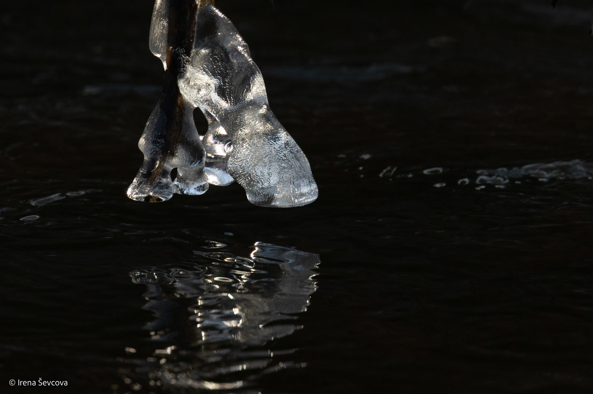 Silver Hoof/ Sidabrinė Kanopa