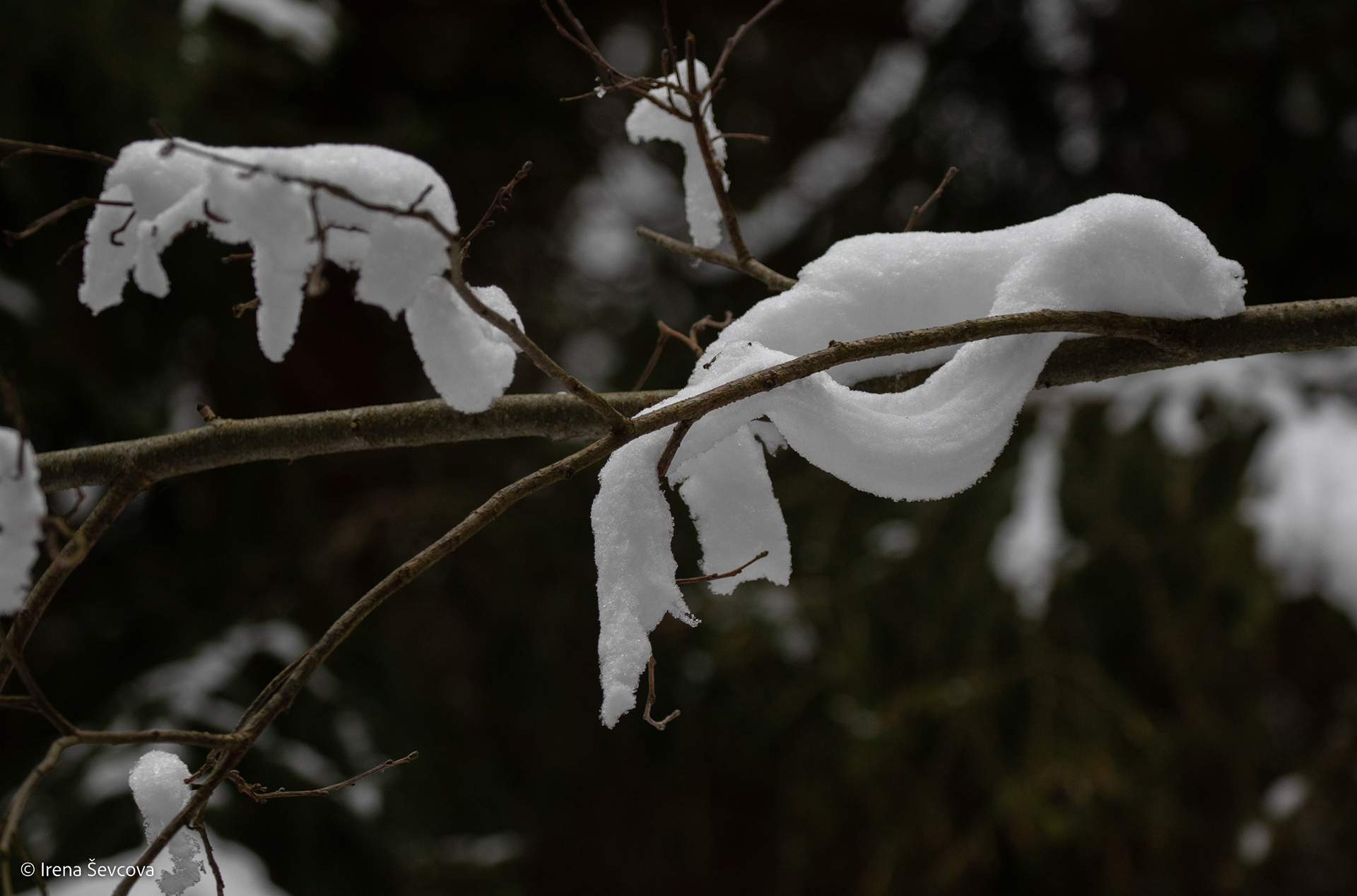Lazy Winter/ Tingi Žiema