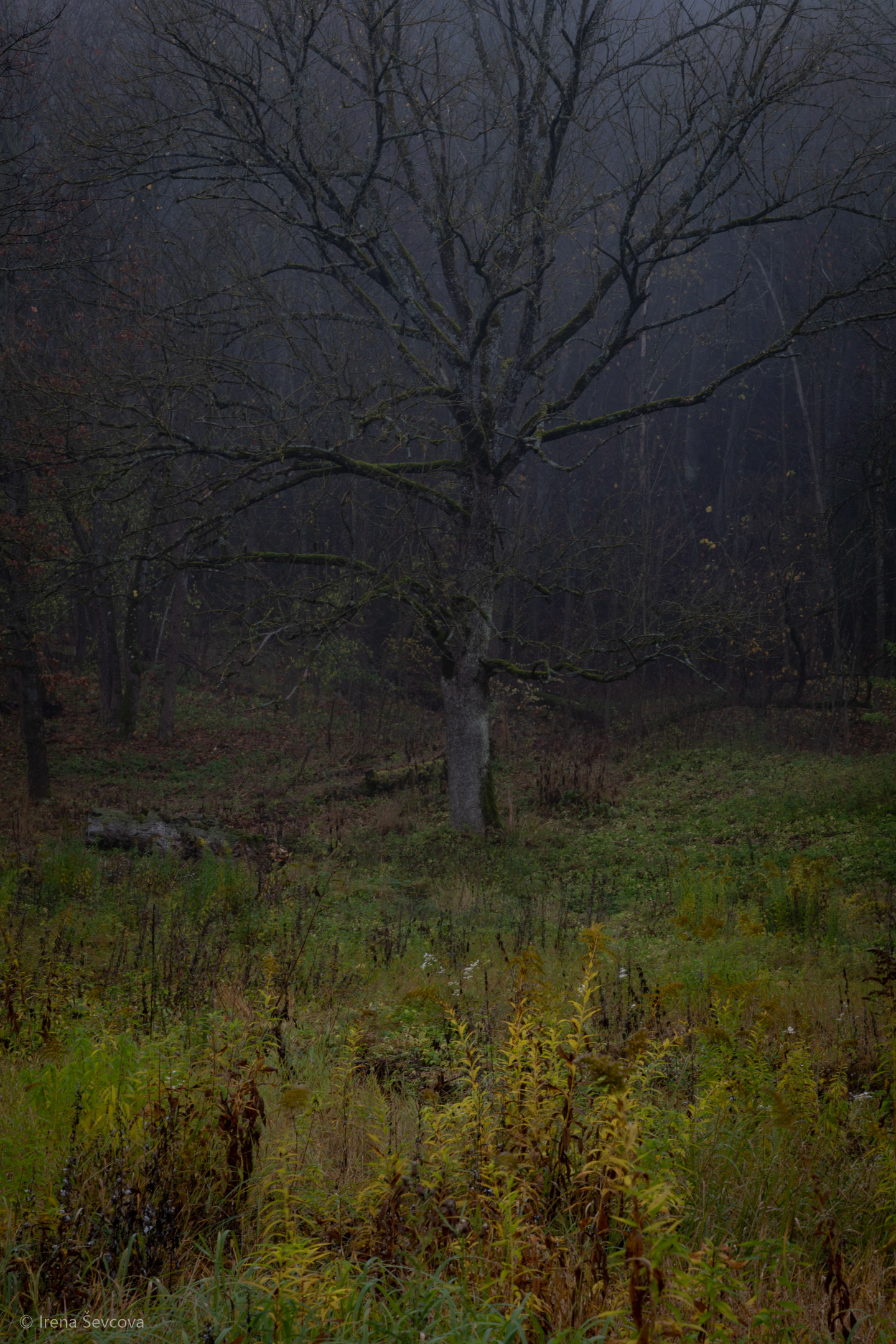 Autumn Gradients