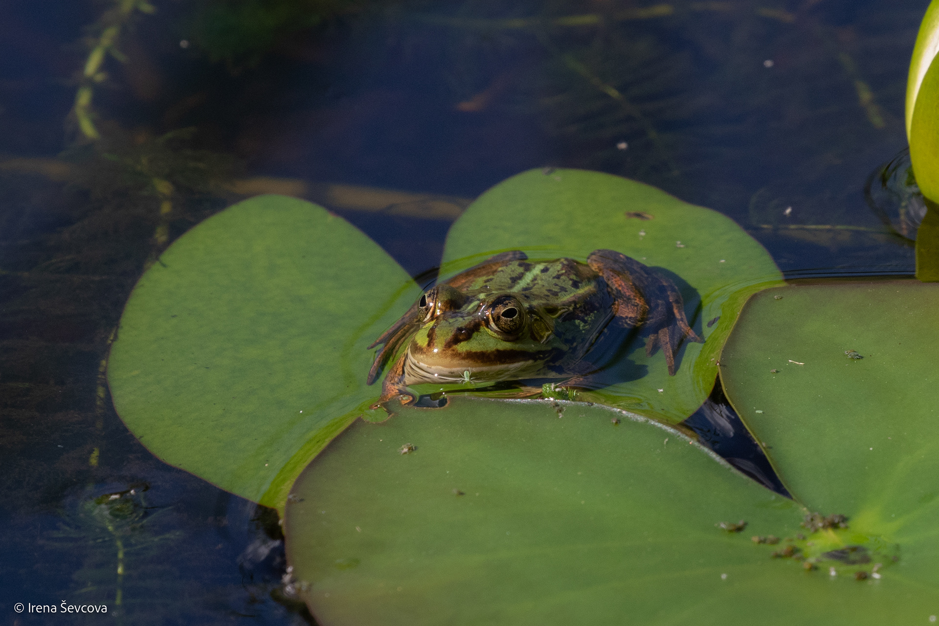 Keep Your Mouth Shut/Užsičiaupk