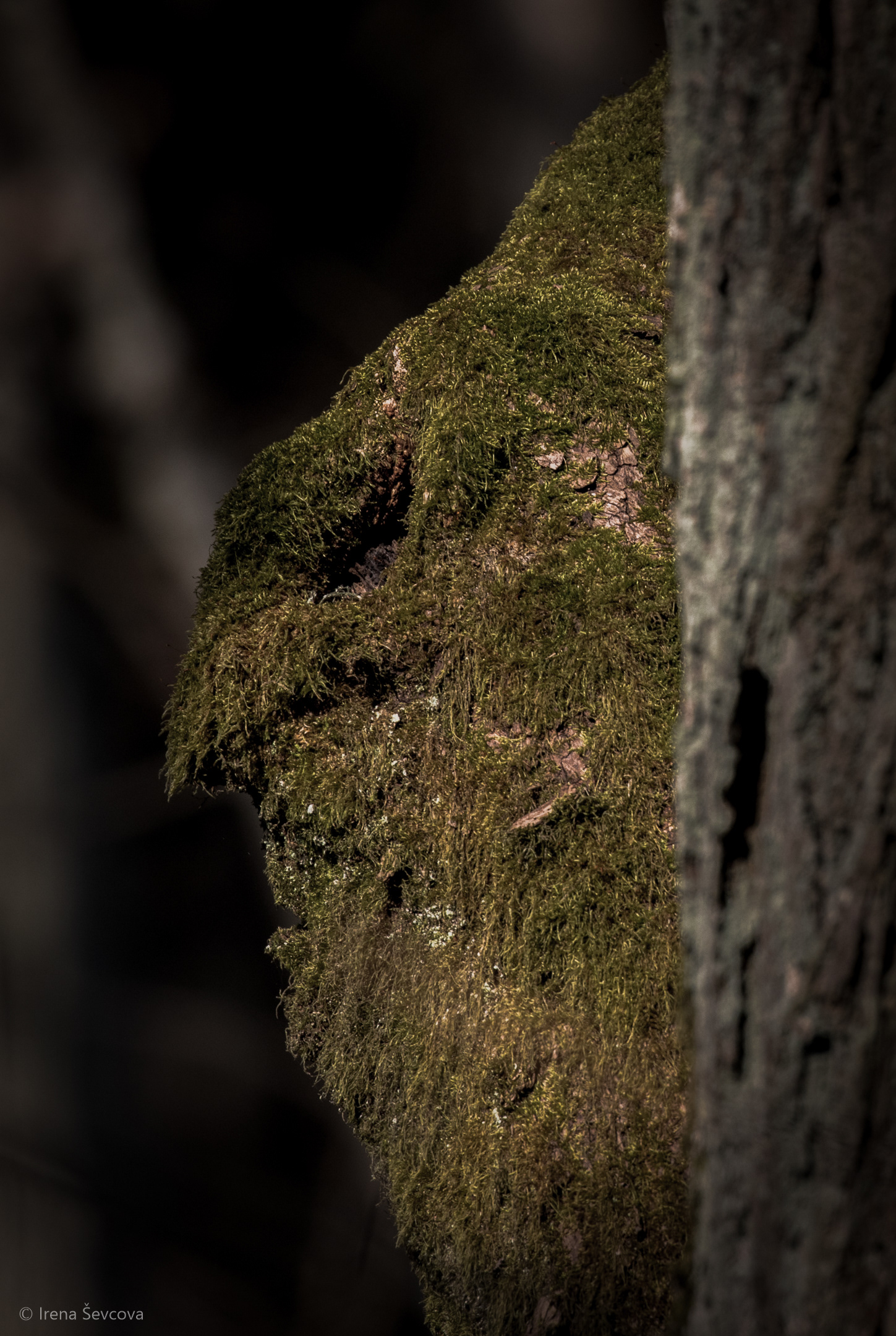 Forester. Symbiosis
