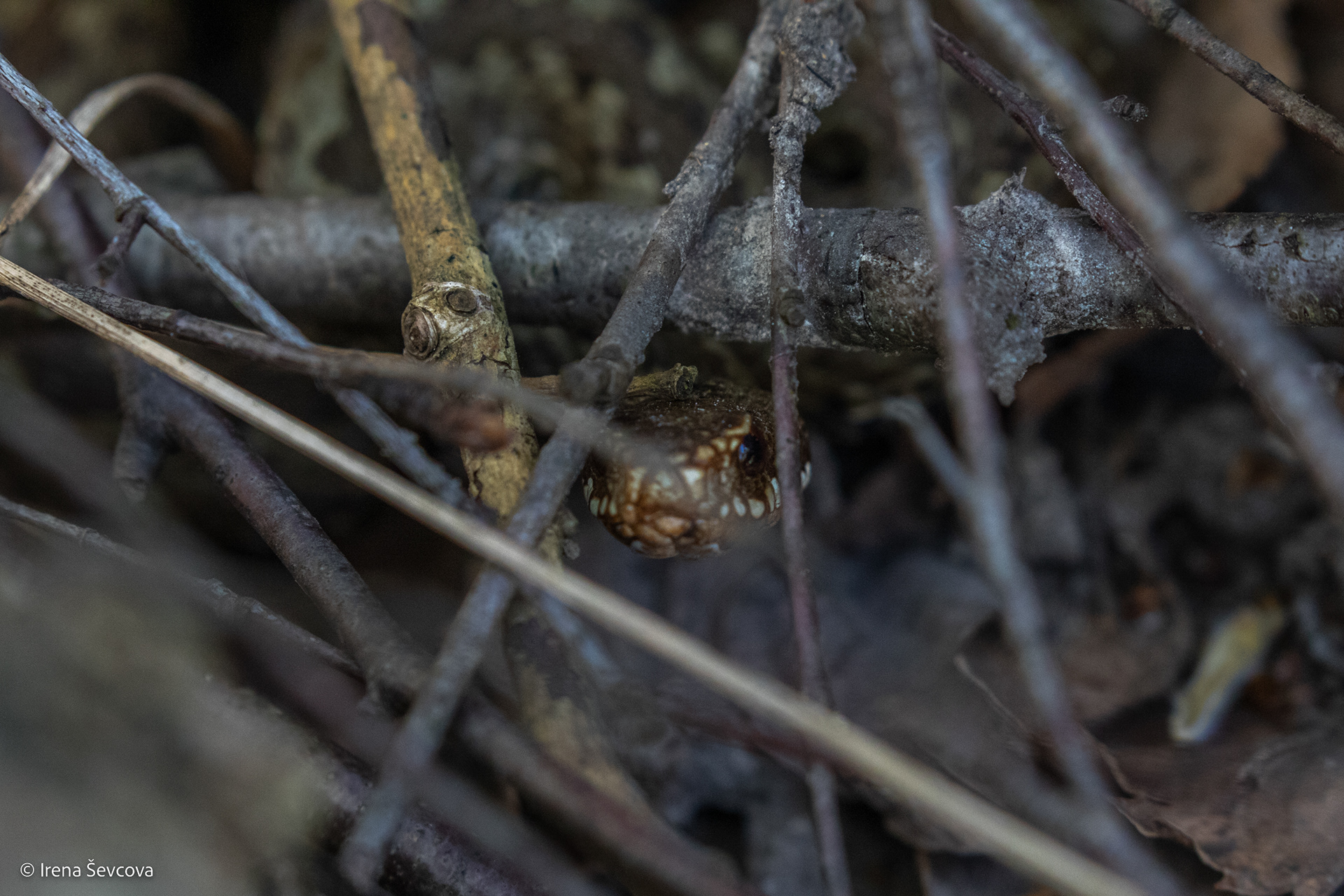 Oversee/Esi Stebimas