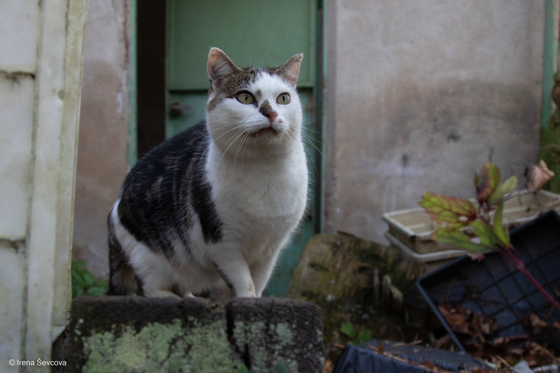 Kingly Inhabitans Of Ruins