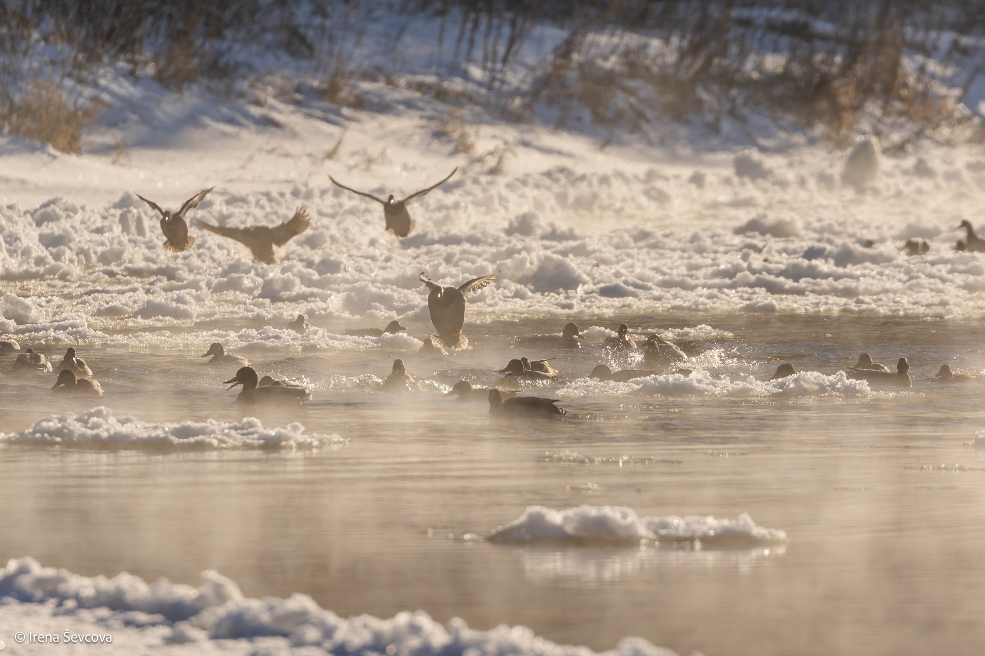 Vilniaus Termos, -20 C