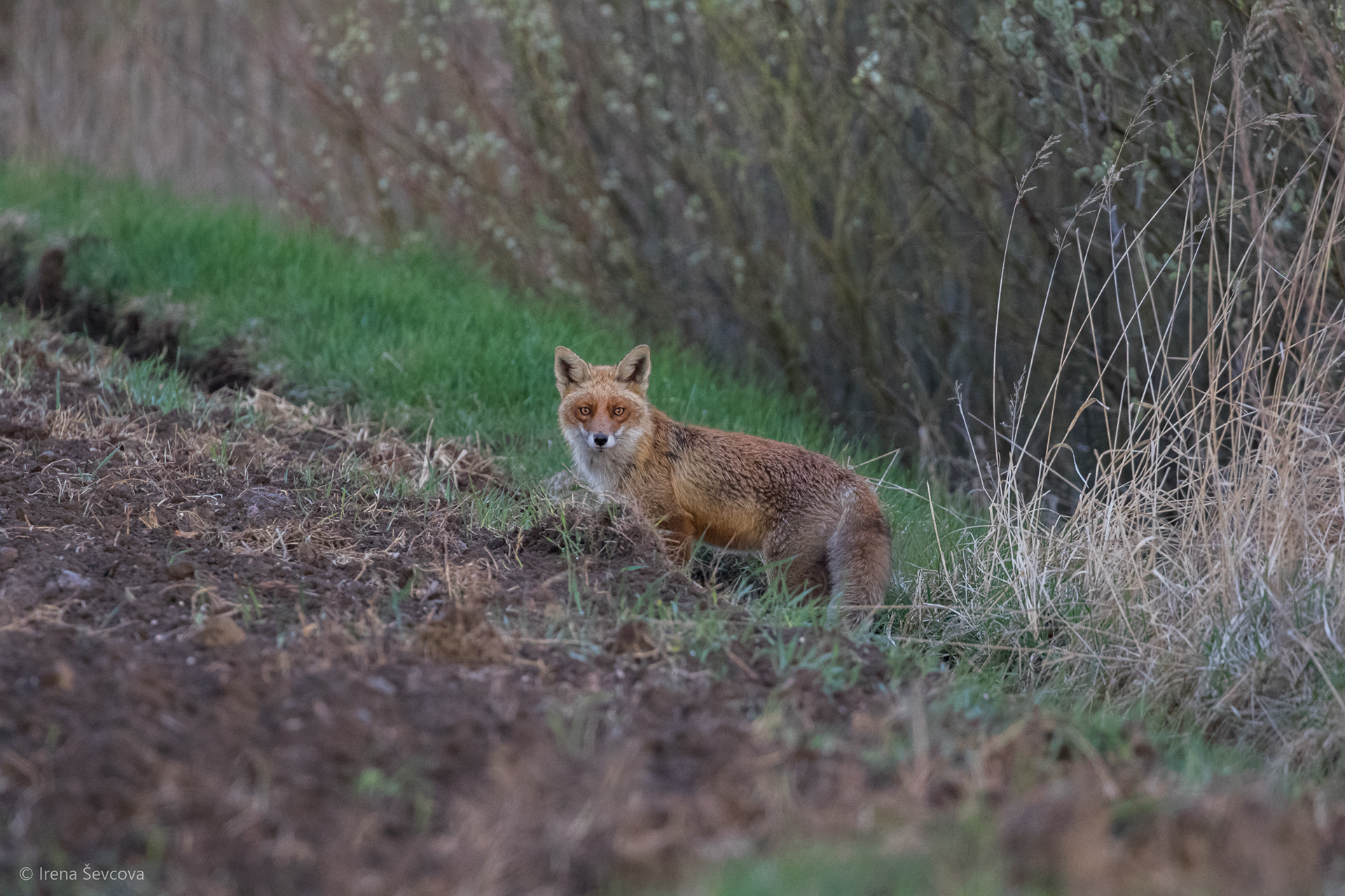 Interrupted Hunting/Nutraukta Medžioklė