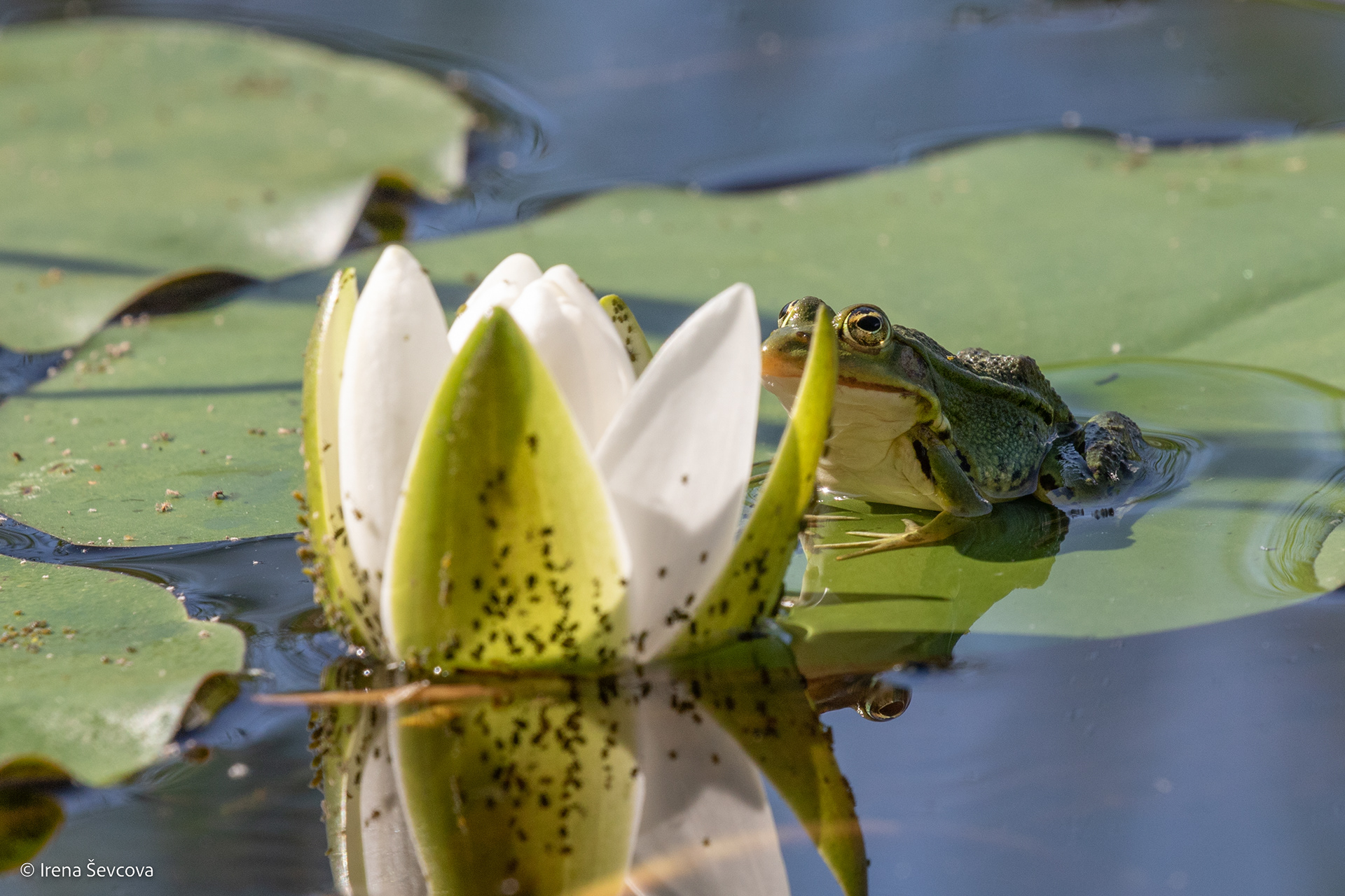 Piece Of Art/Meno Kūrinys