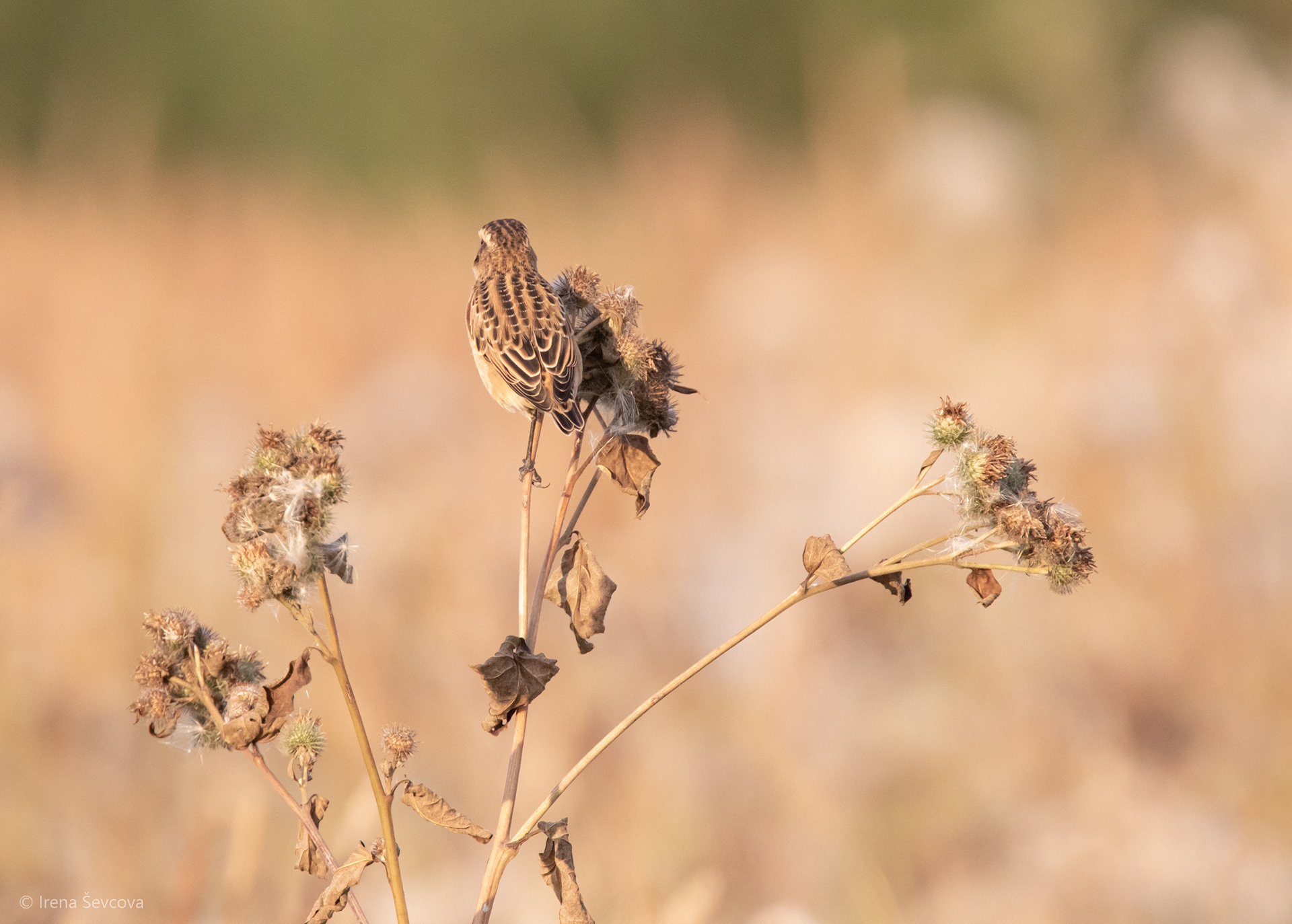 Burdock/Varnalėša