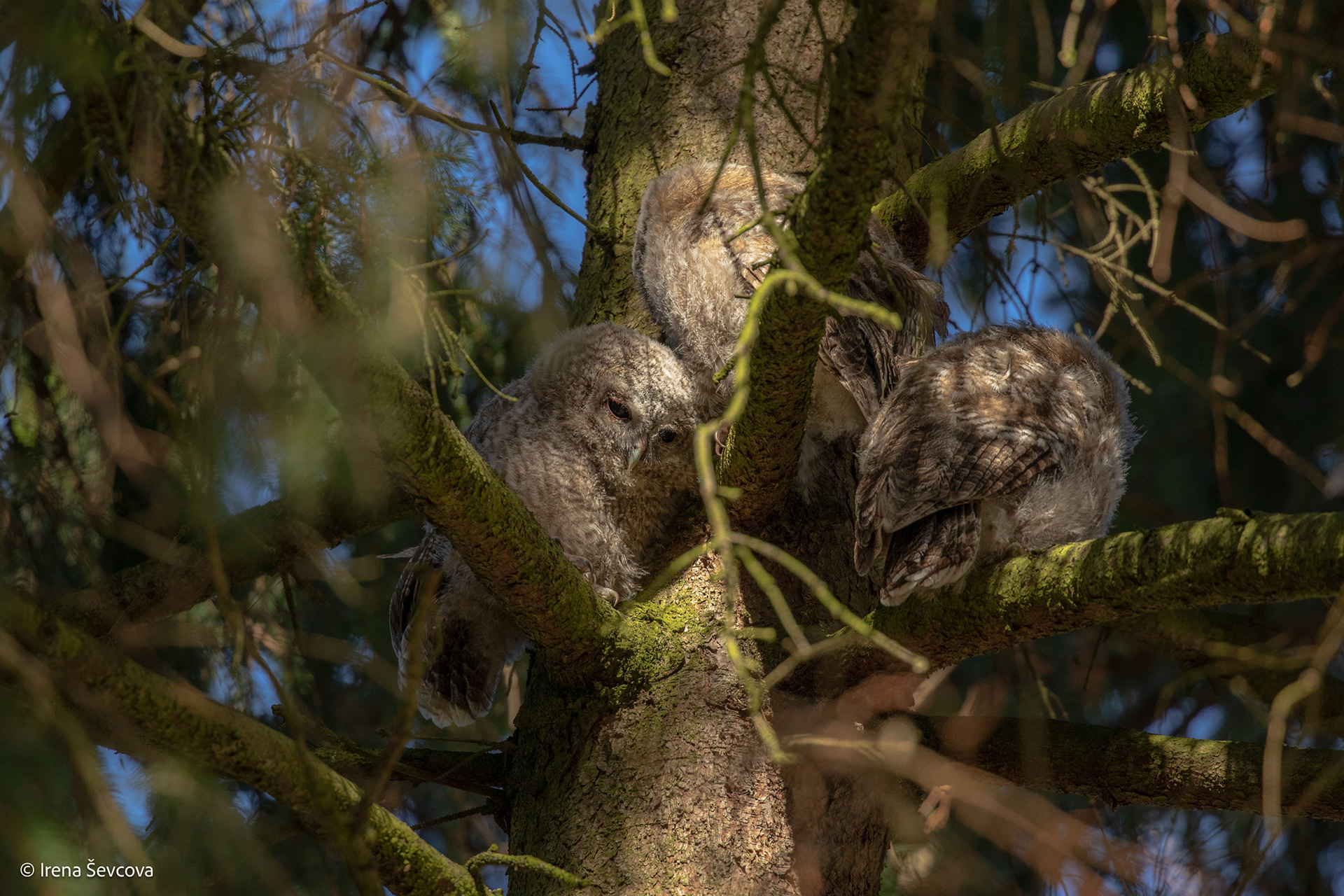 Children Of Spruce