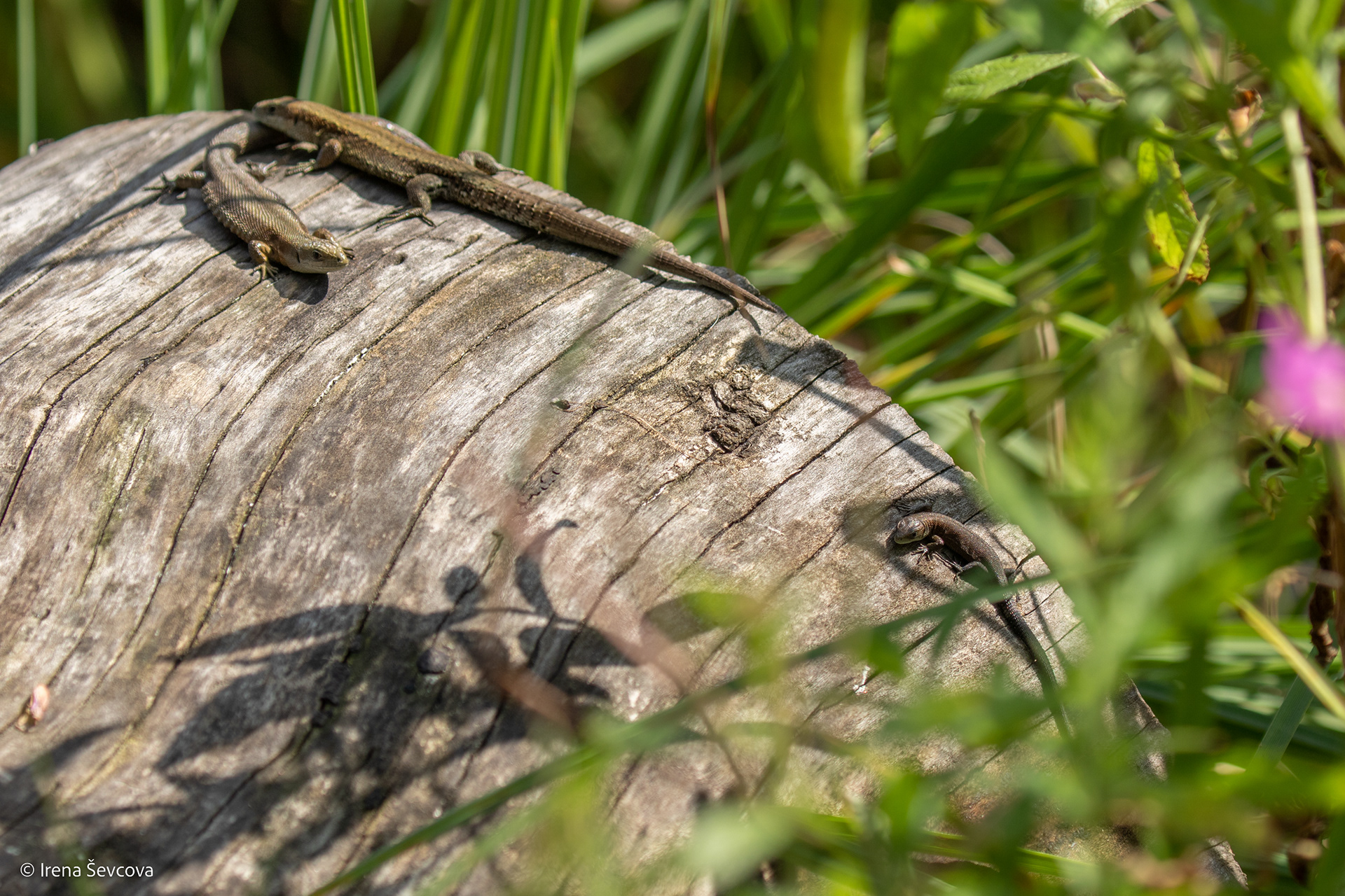 By The Way, I Have a Kid.../Susipažink, Brangusis- Mano Kūdikis...