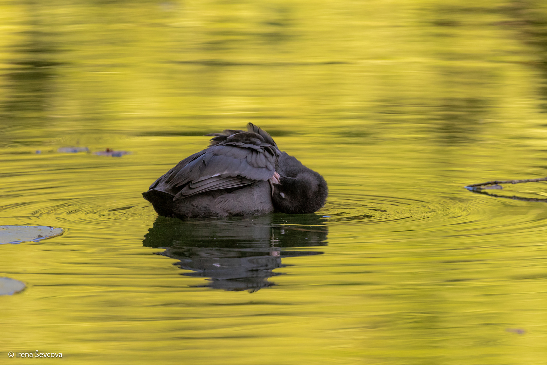 Spalvotieji Žalieji ežerai