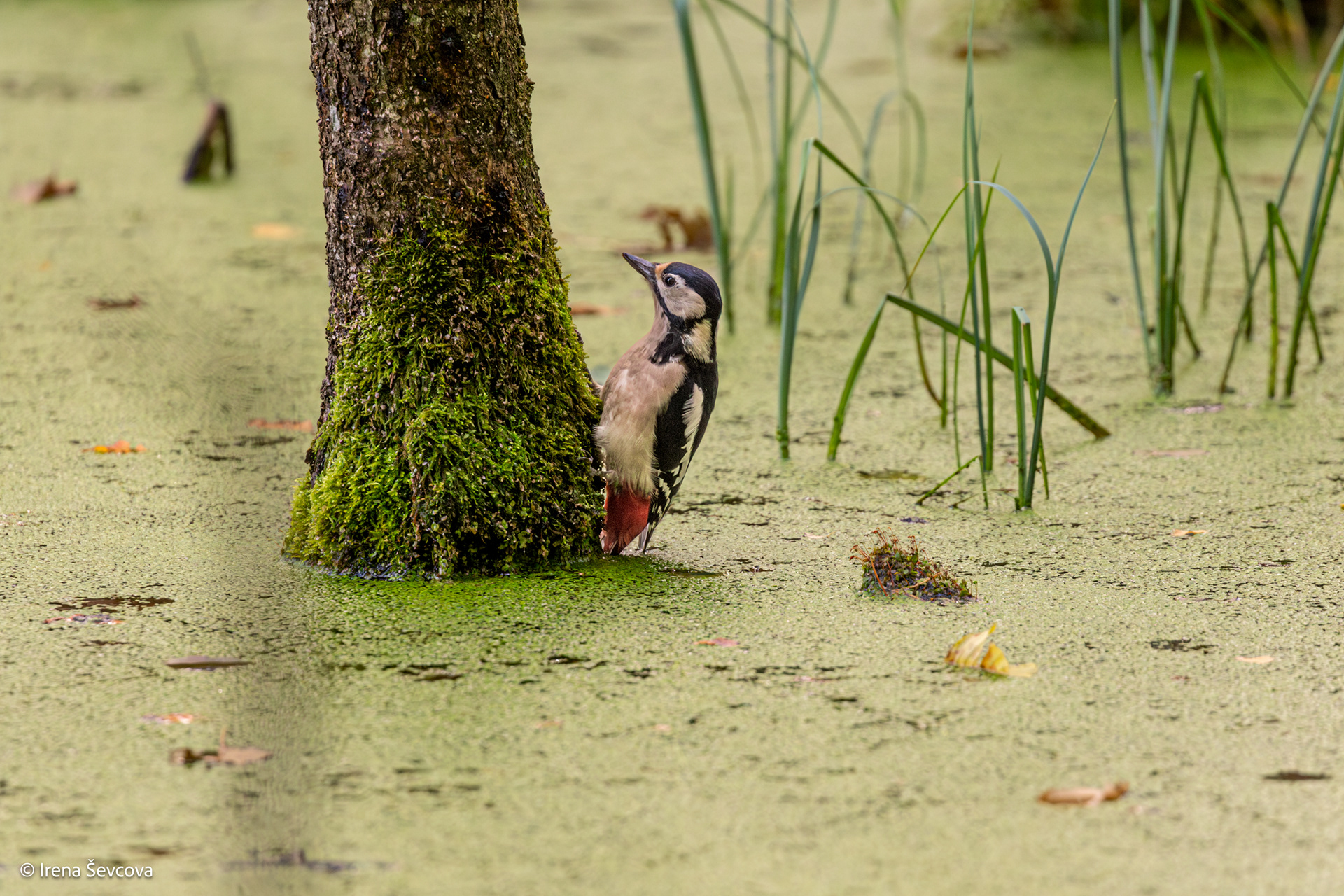 Pelkės taisyklė: Laikyk kojas sausai