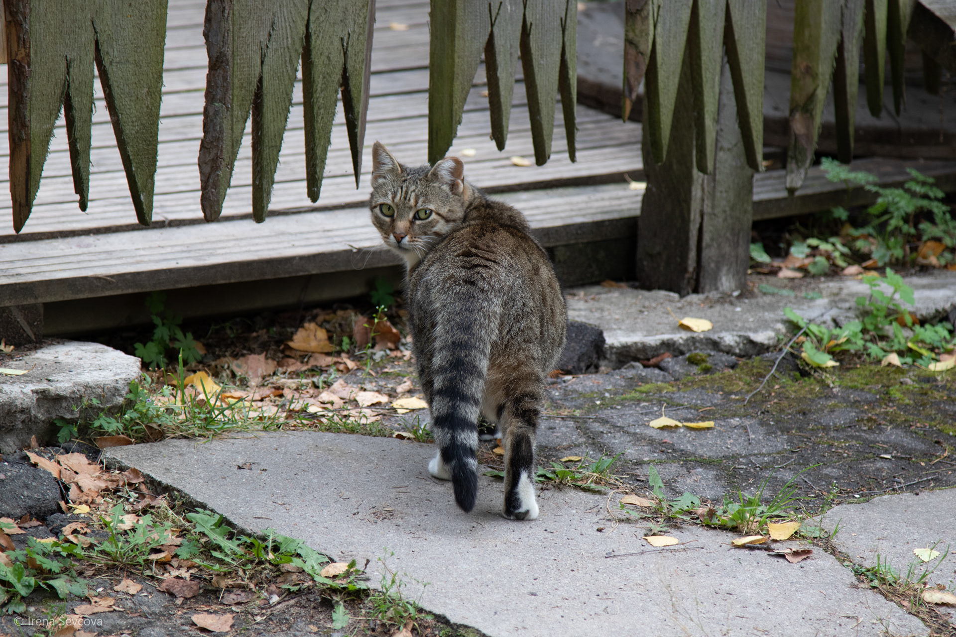 To the Castle of Cannibal