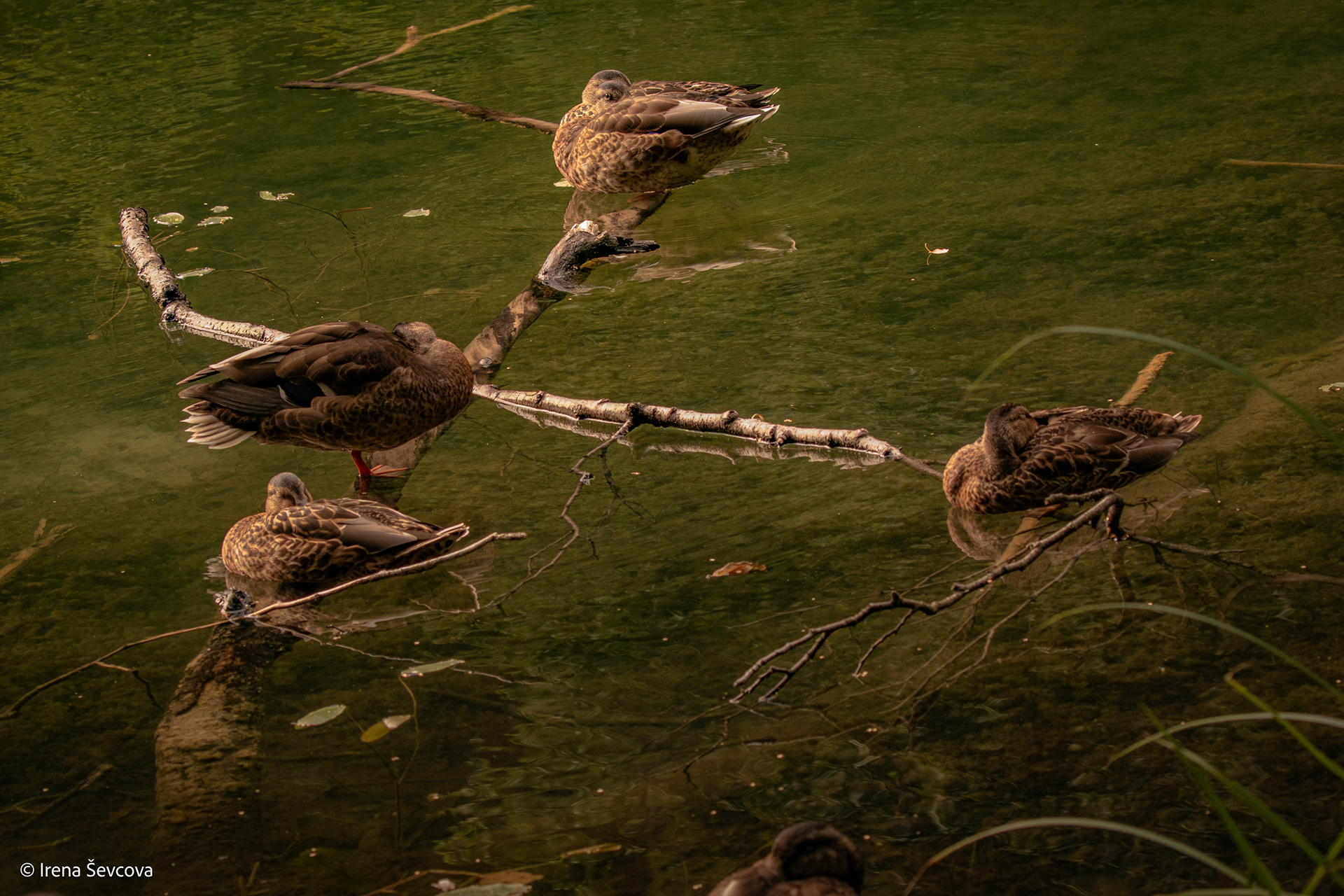 Įsukti rudens malūną