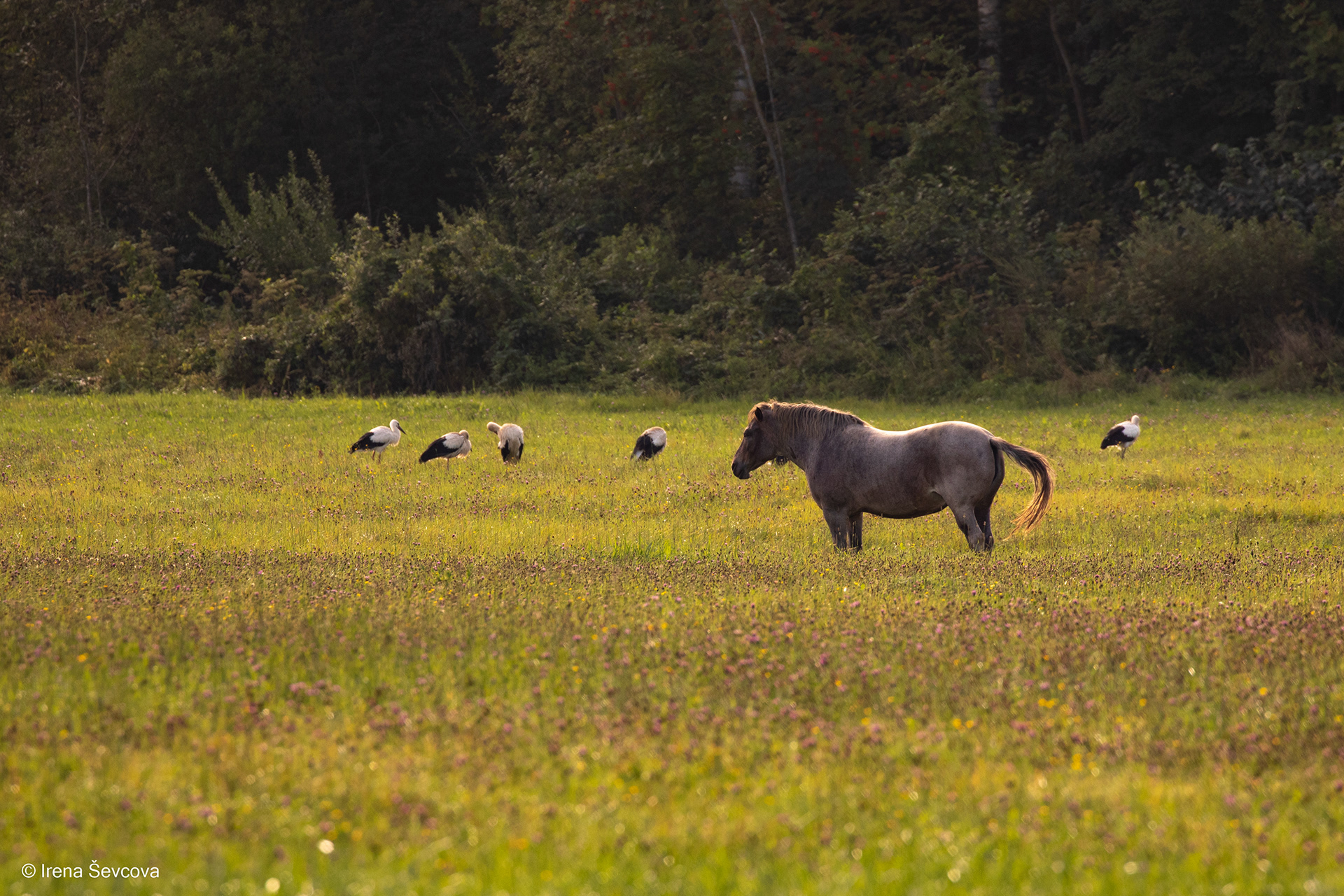 Storks Departure Day