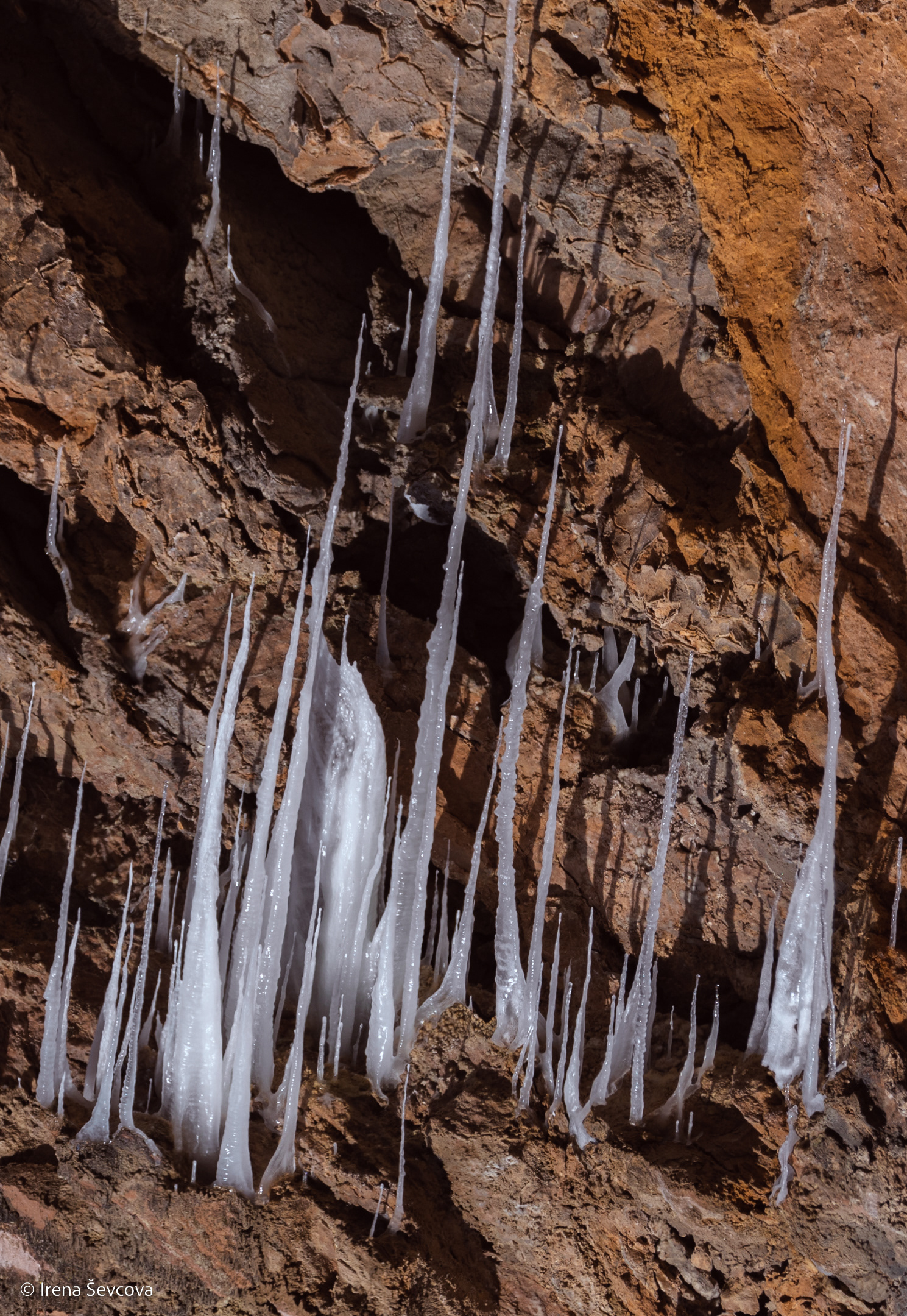 Survivors/ Išgyvenę