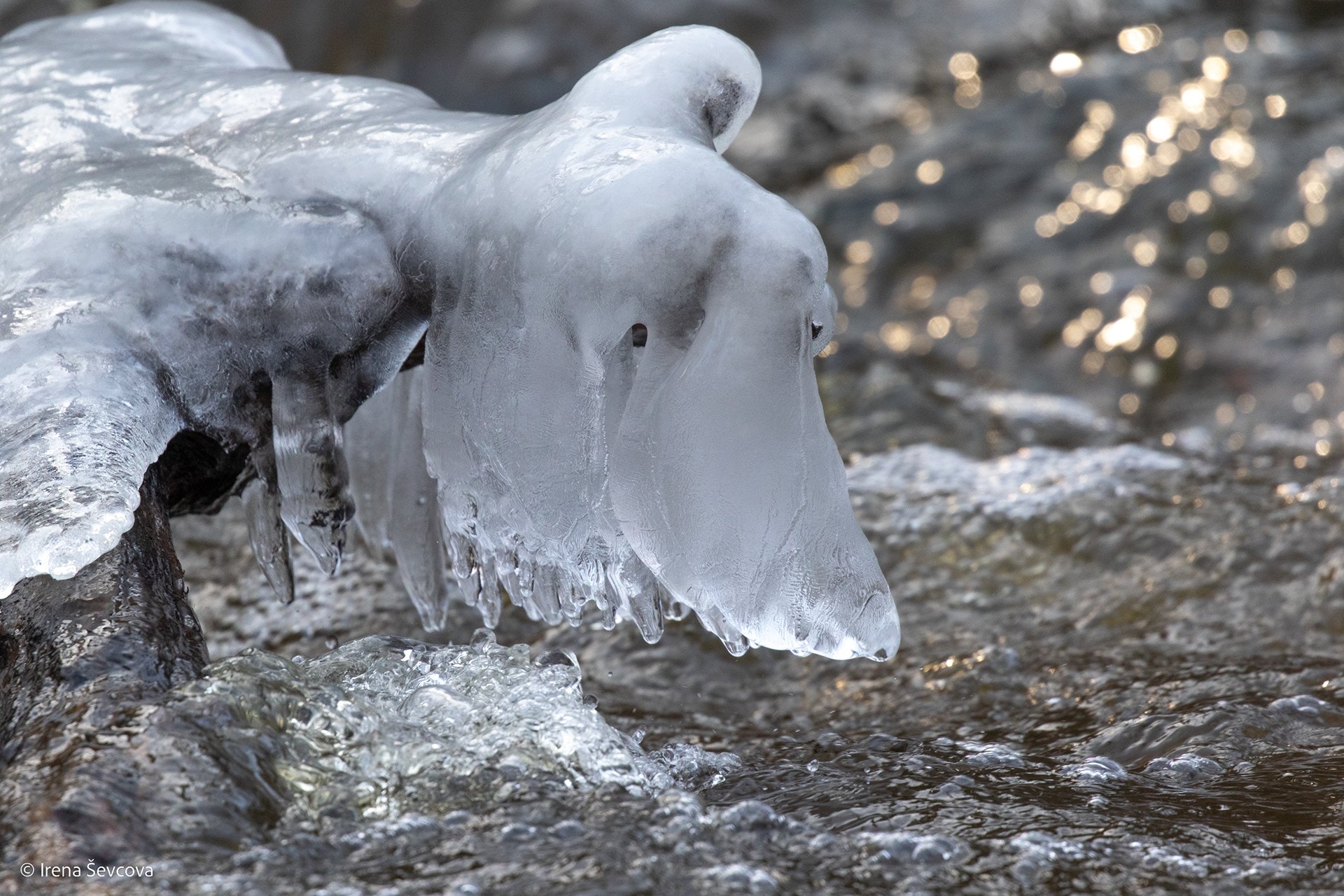 Dachshund/ Taksiukas