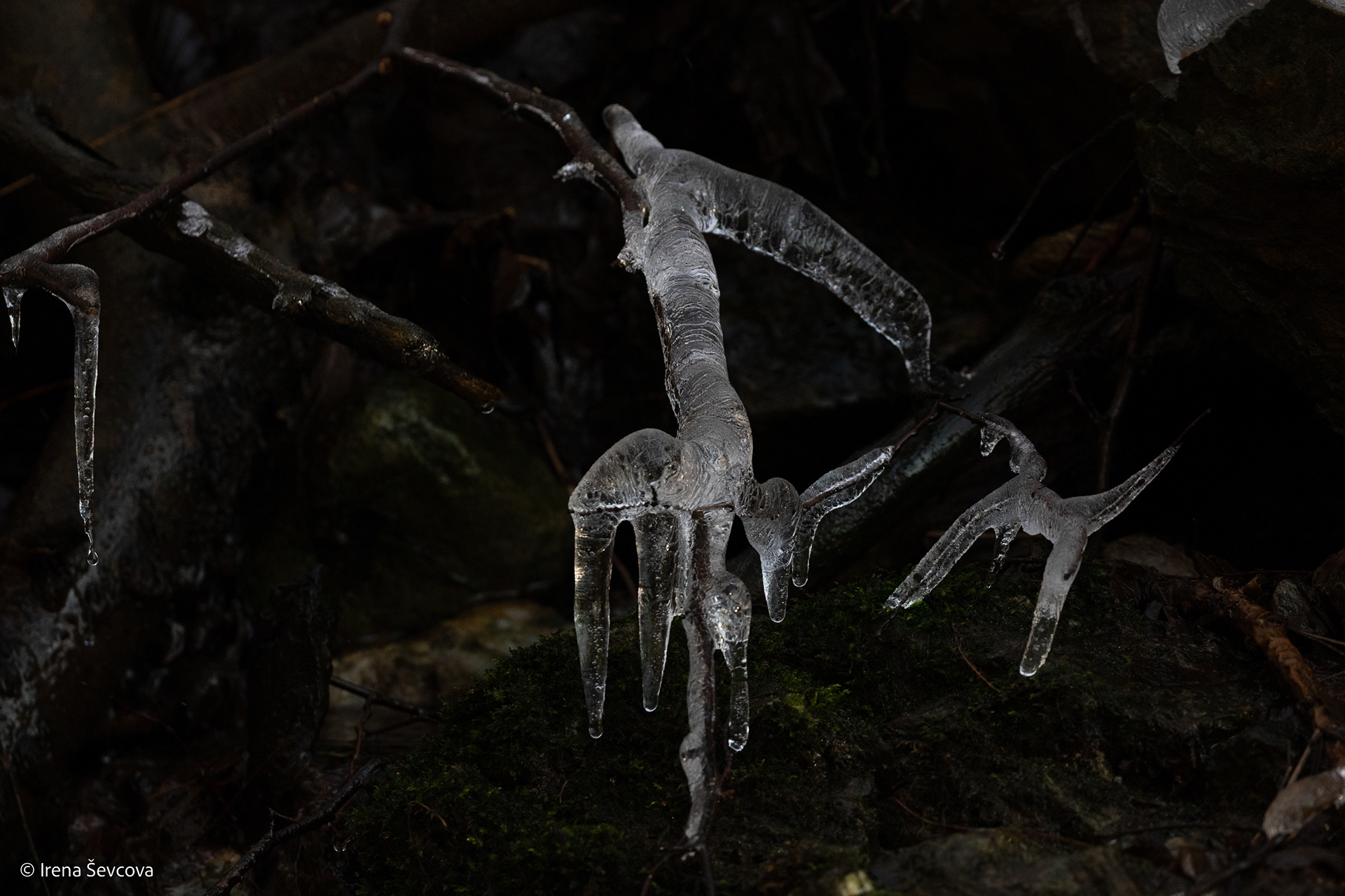 Gnawing Twigs/ Šakelių Kramtymas