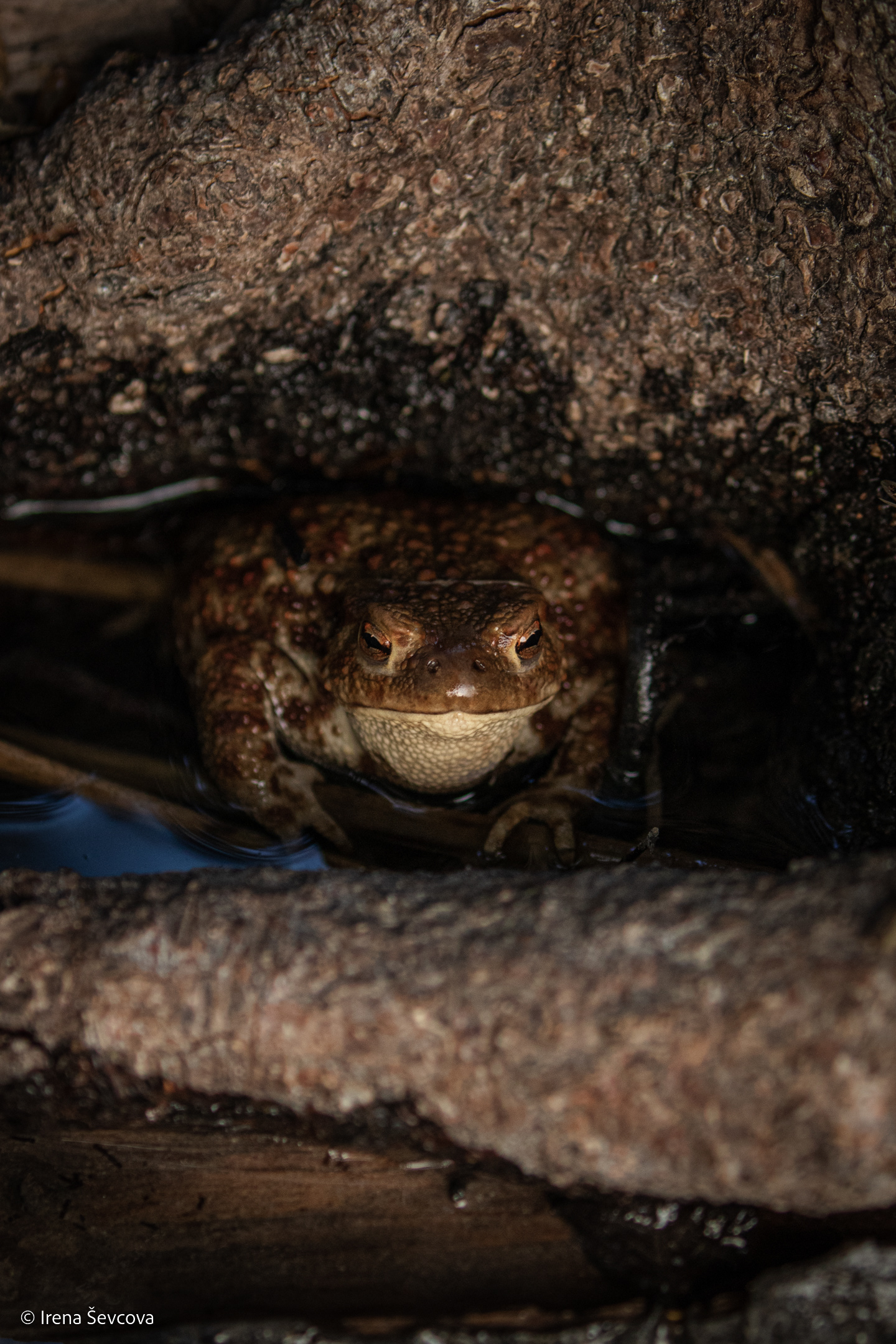 Tree Basement/Medžio Rūsys