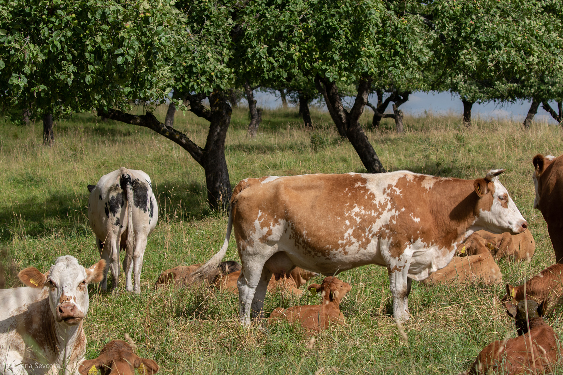 Impressionist Gardens