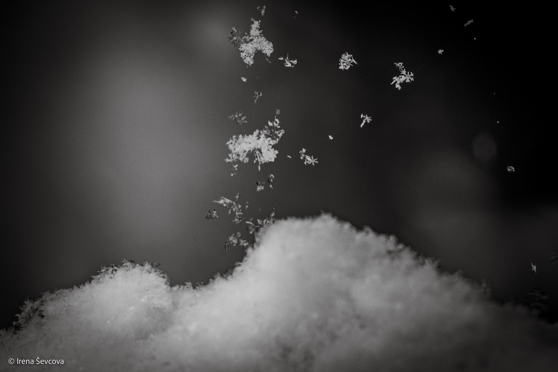 Jumping From Springboard/ Šuoliai Nuo Tramplino